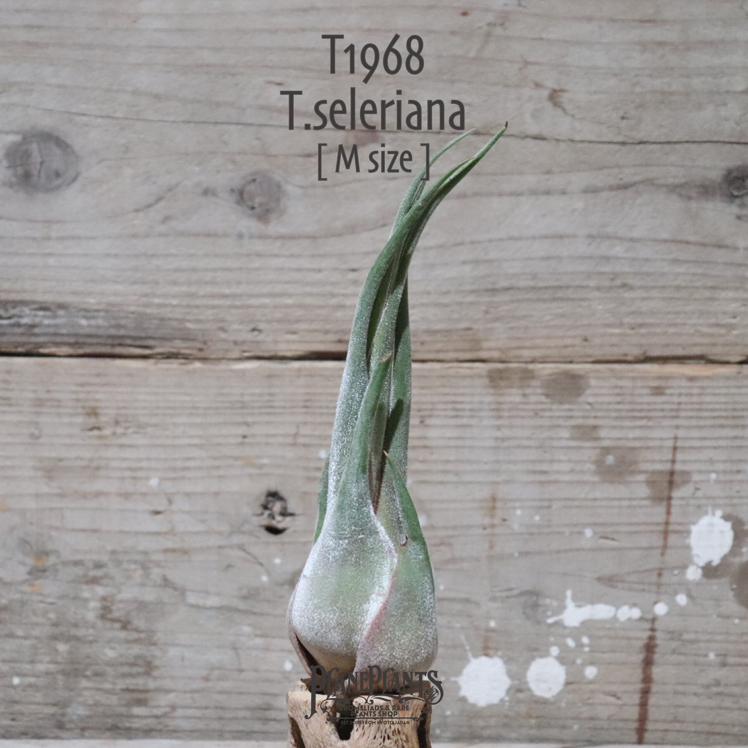 【送料無料】セレリアナ M〔エアプランツ〕現品発送T1968