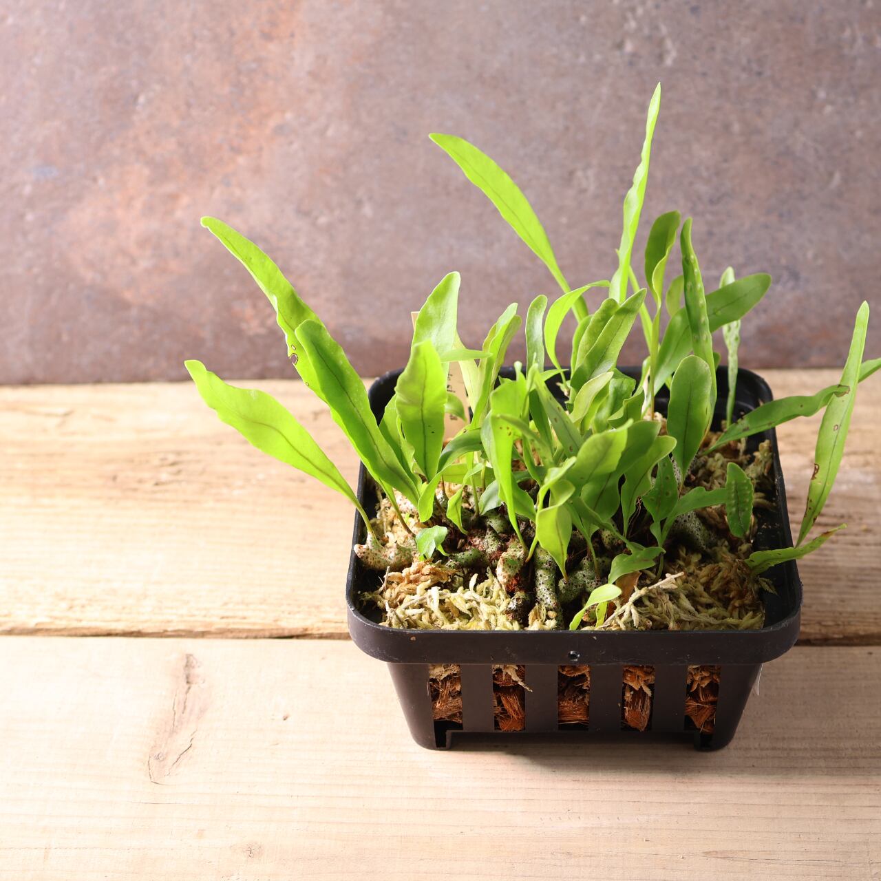 400 森の知恵を宿す、アリと共に生きるシダ『レカノプテリス シヌオサ