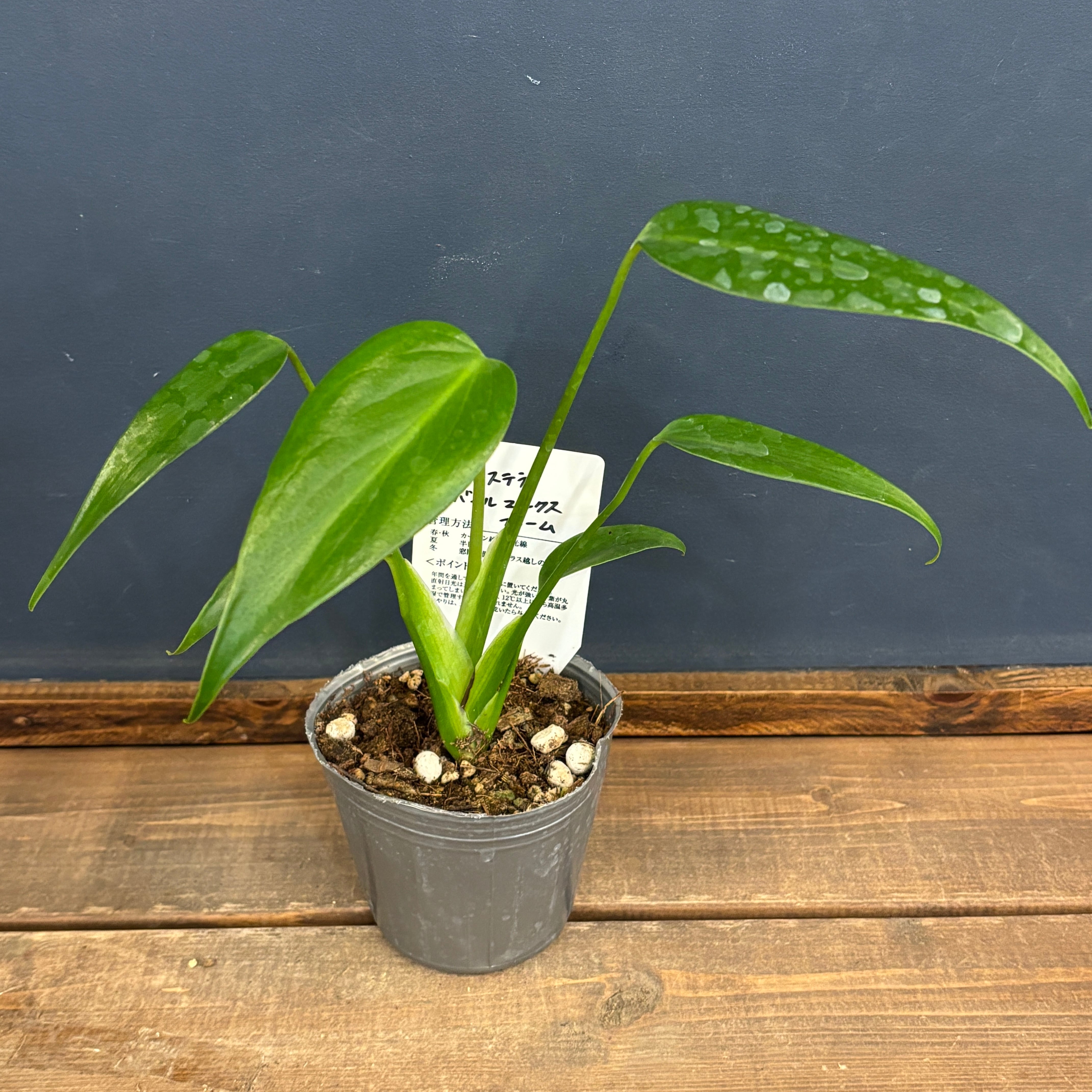 5株ms13セットモンステラ バールマルクスフレーム モンステラ バールマルクスフレーム 5株セット