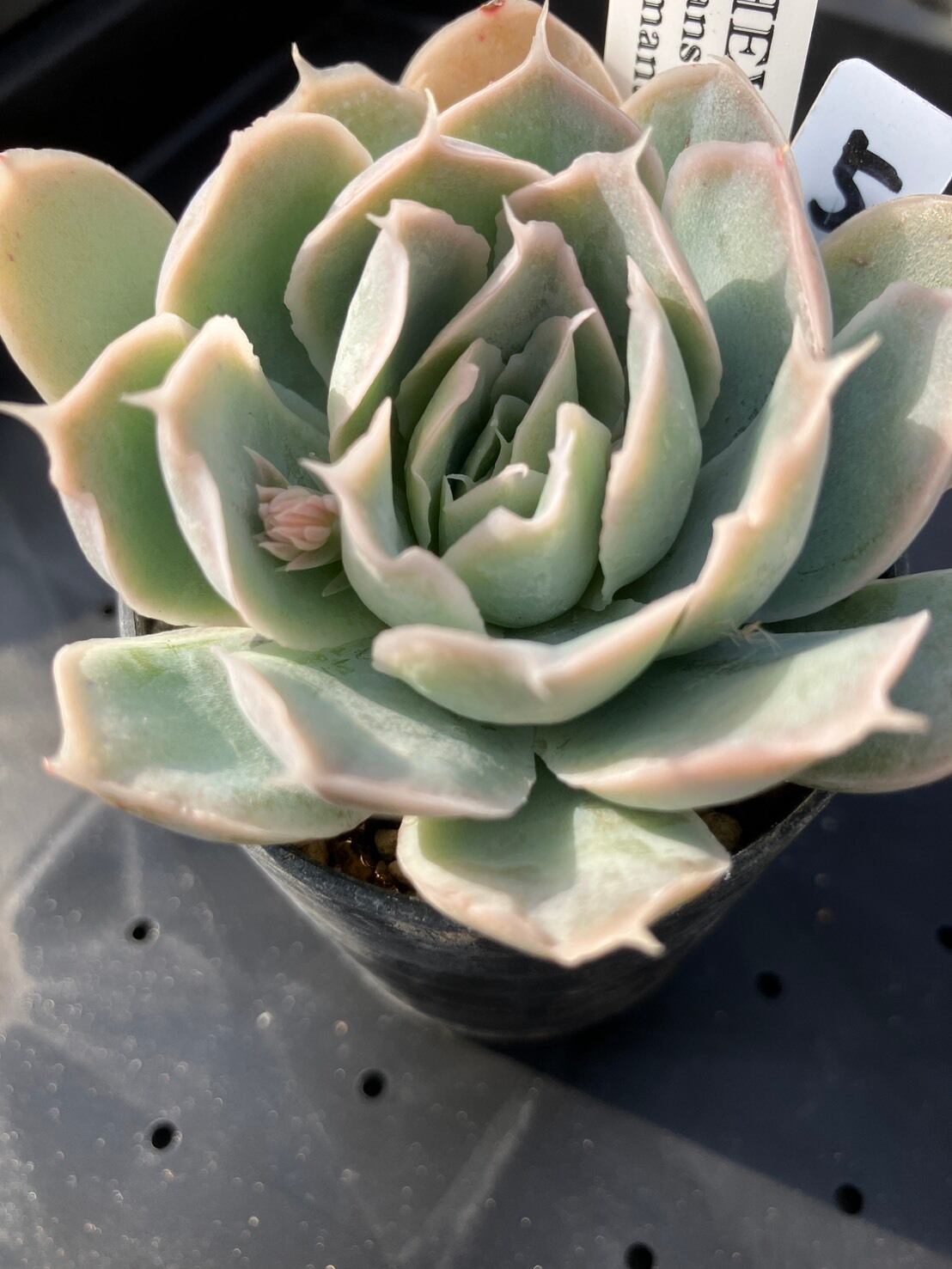 現物商品】simulans Bustamante ⑤ | 多肉植物研究所