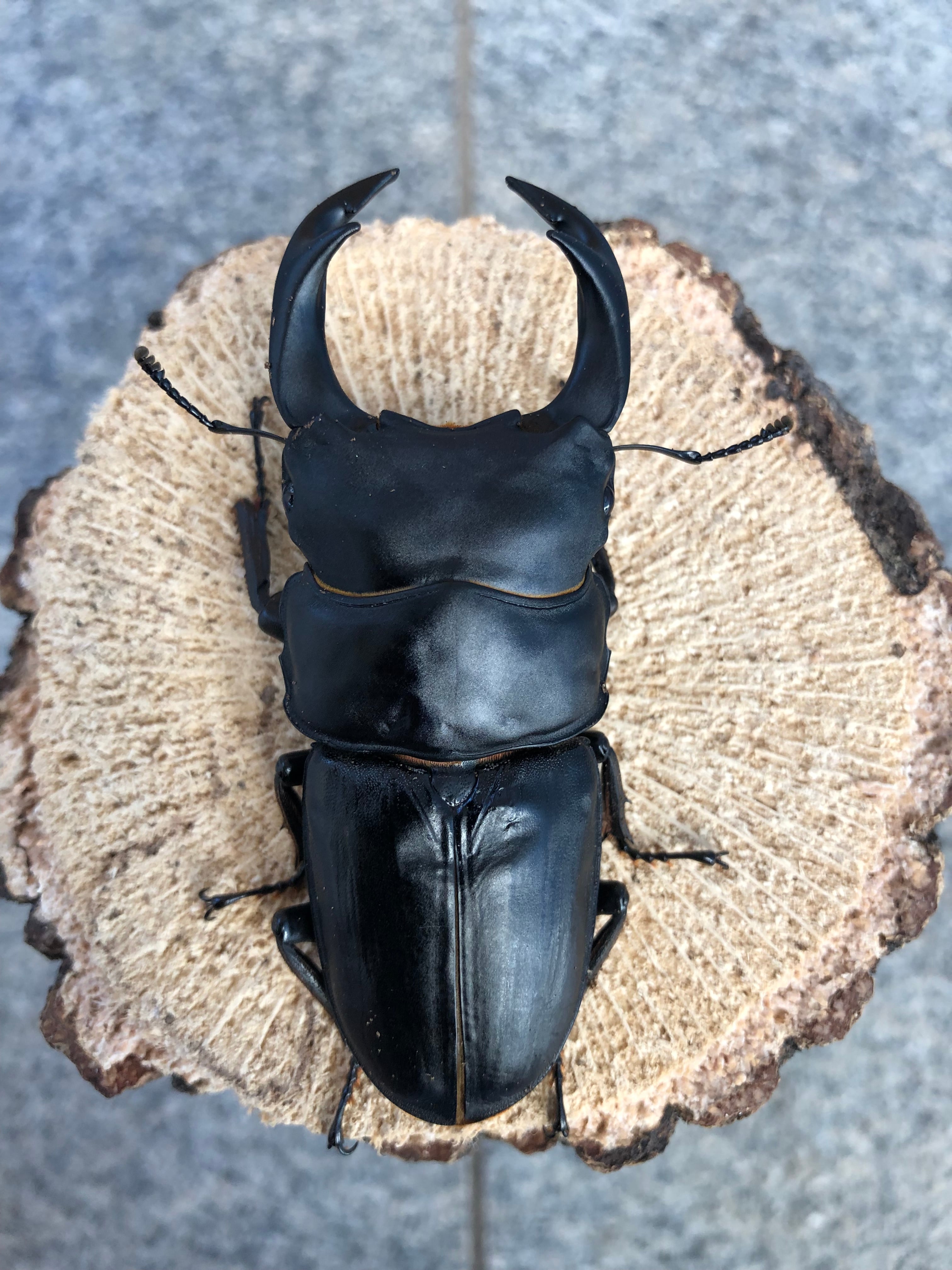 オオクワガタ　能勢 SR血統　新成虫　オス　84.5mm　単品　89mm同腹 オオクワガタ 能勢 SR血統 新成虫 オス 84.5mm 単品 89mm同腹