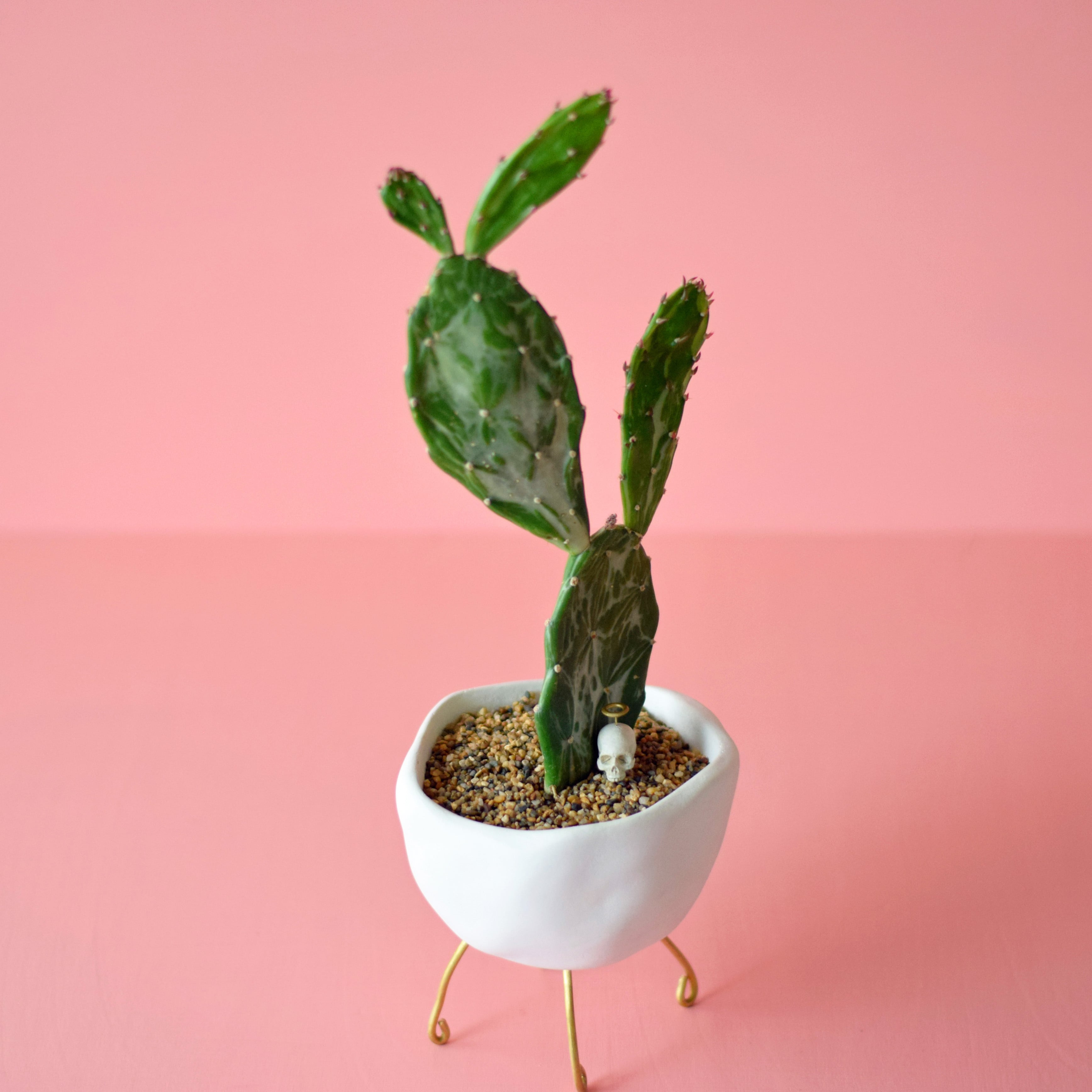 walk pot stroller(white) サボテン・初日の出 | Sabotensi