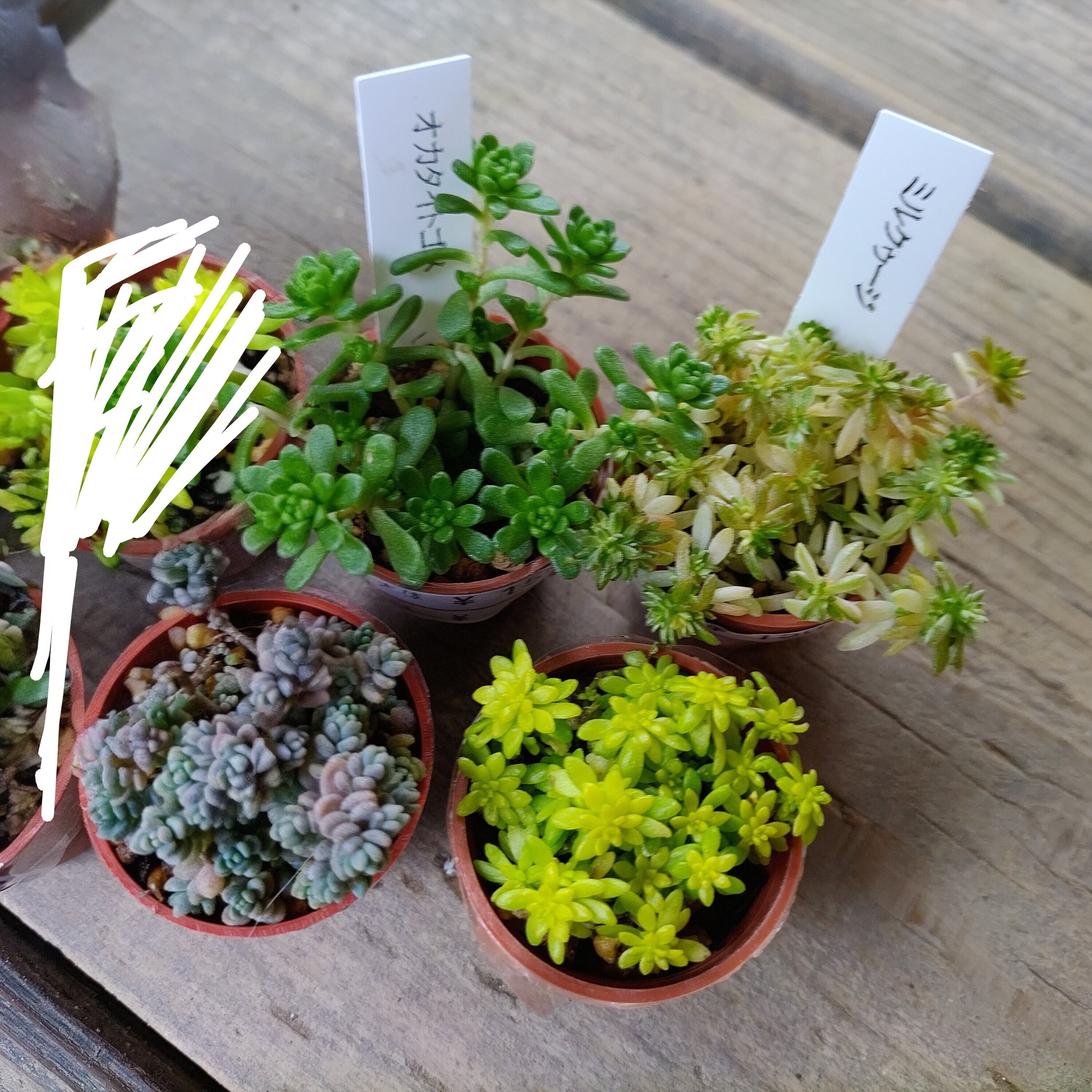 1号鉢可愛ぃセダム7セット（A） | RuPo 多肉植物専門店