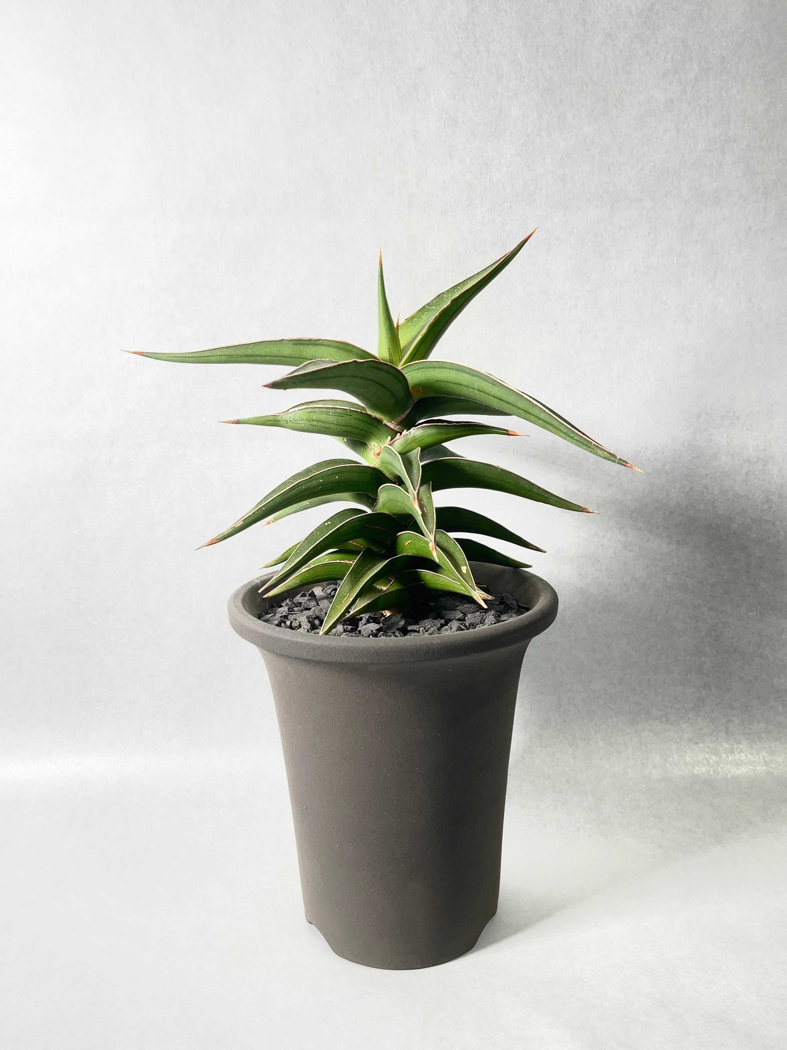 サンセベリア・lav.23251 | trigger