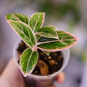 アグラオネマ ロータス ディライト / Aglaonema Lotus Delight⑥ / 観葉植物<育て方・花言葉>