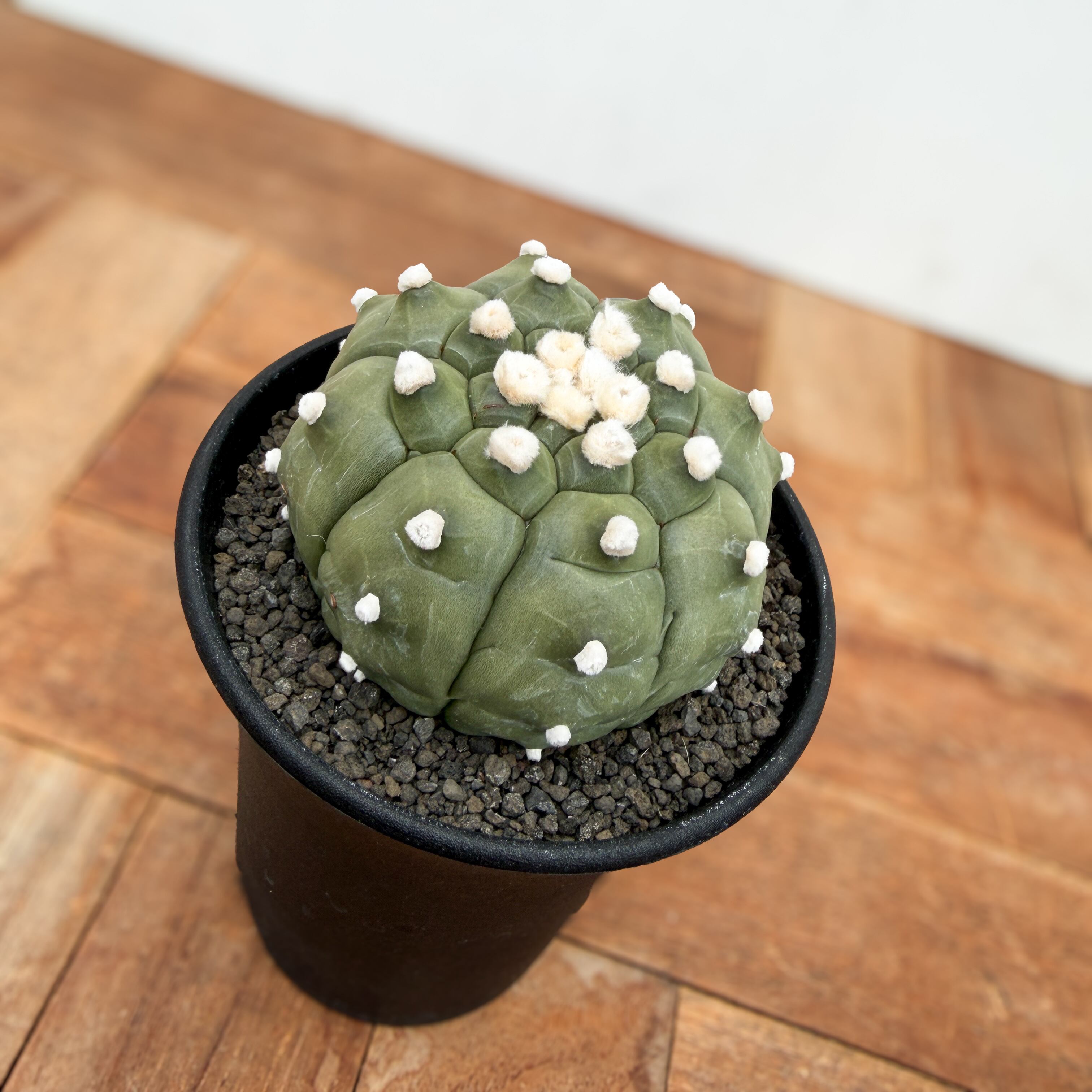 Astrophytum asterias f.nudum【アストロフィツム・亀甲瑠璃兜