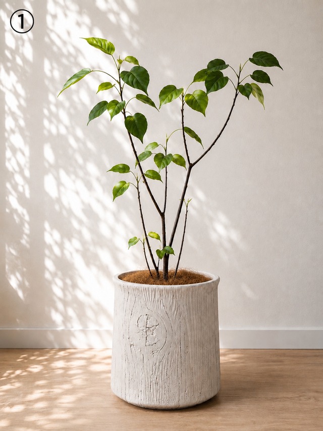 calm cafe Coco Coir Fiber ココヤシファイバー ブラウン｜100g