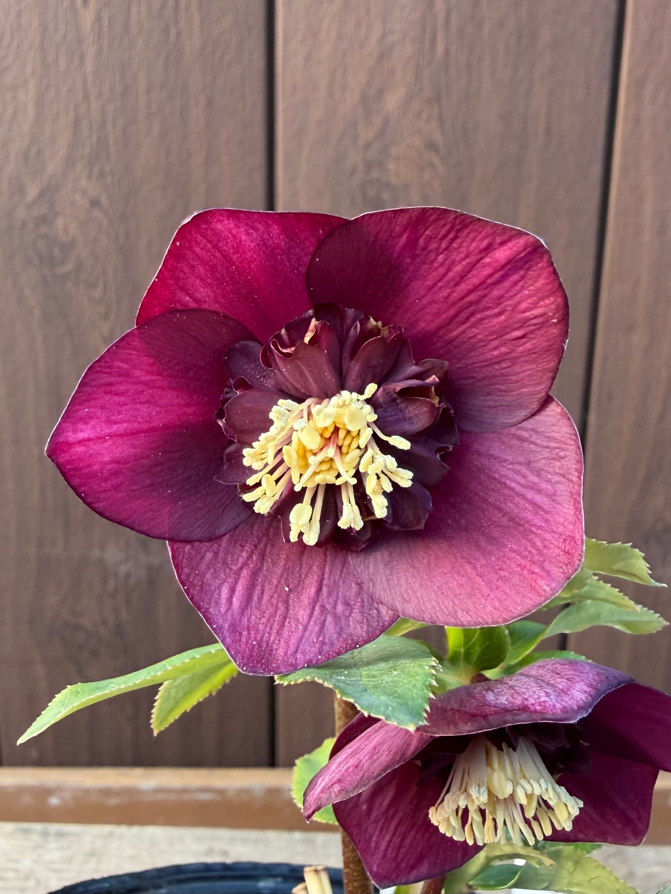 グロッシーカラー☆ゴールド レッドsd ※蕾無し特価 加藤農園