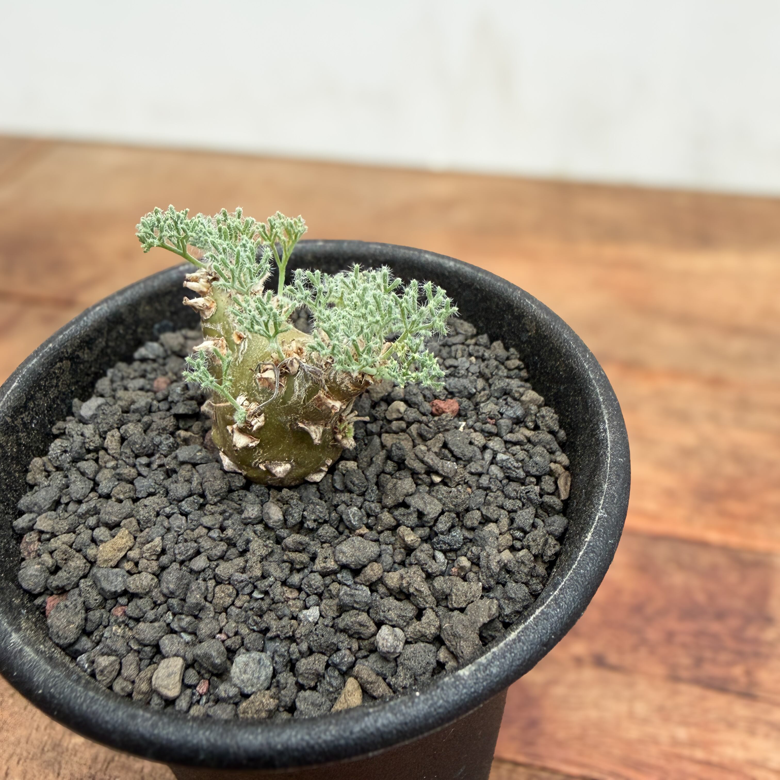 Monsonia peniculina 【モンソニア・ペニクリナム・実生】 | RIMO'S