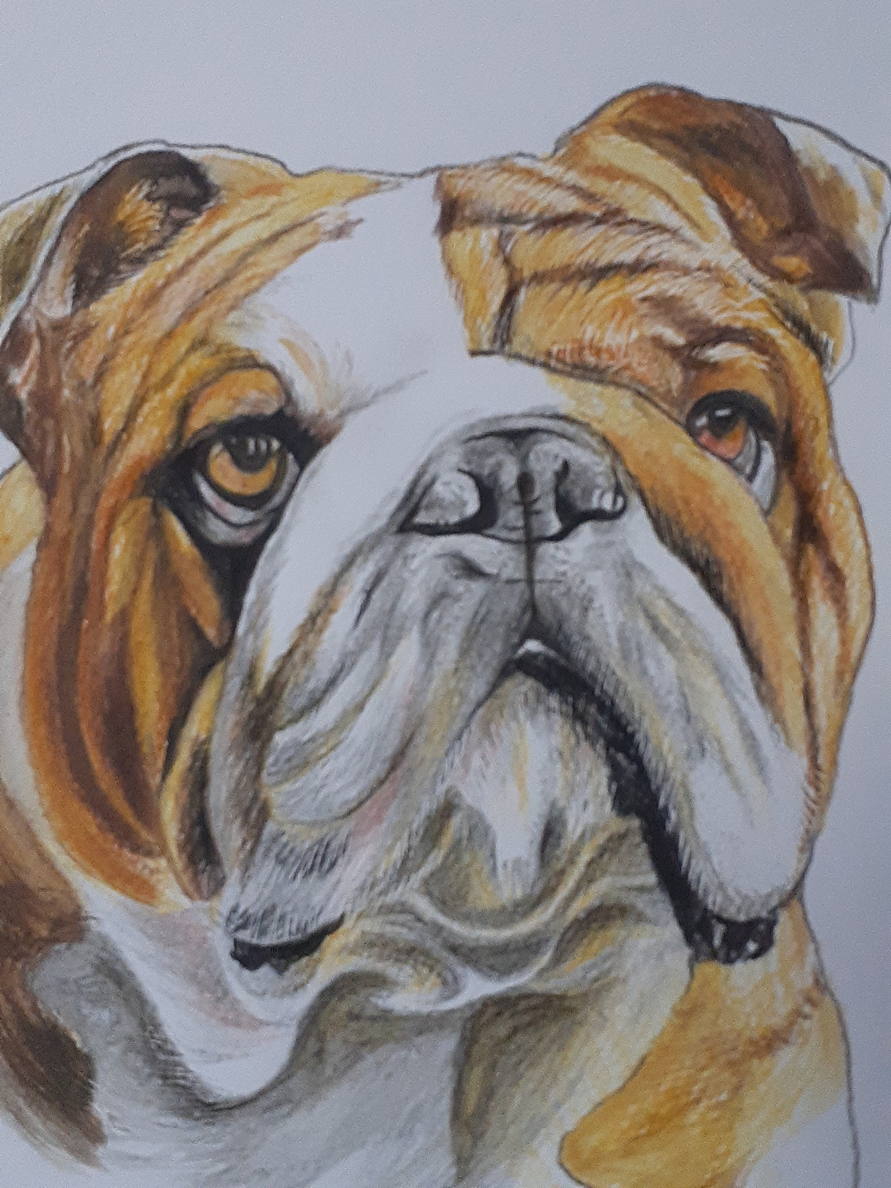 犬の絵 色鉛筆画 絵画 手描き ハンドメイド : 犬 原画 動物画 真作