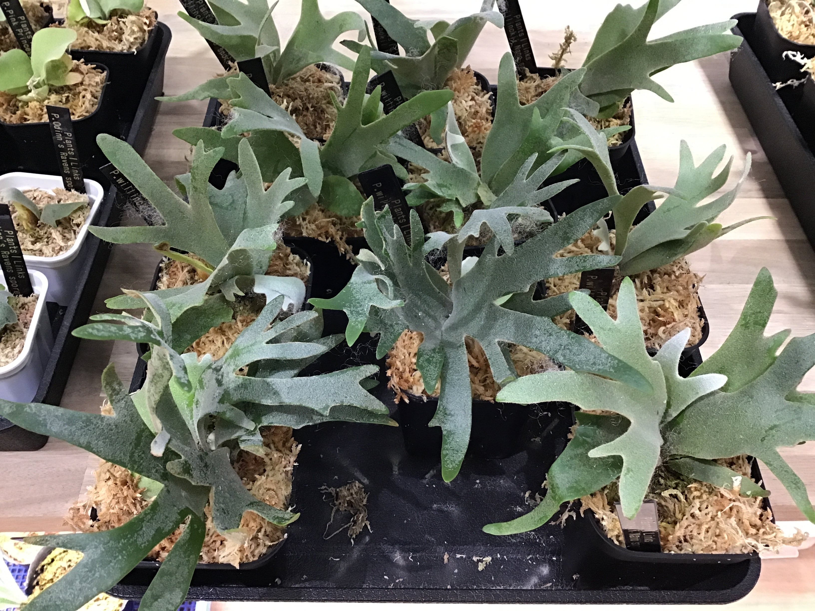 ALL ITEM | Plants.Links