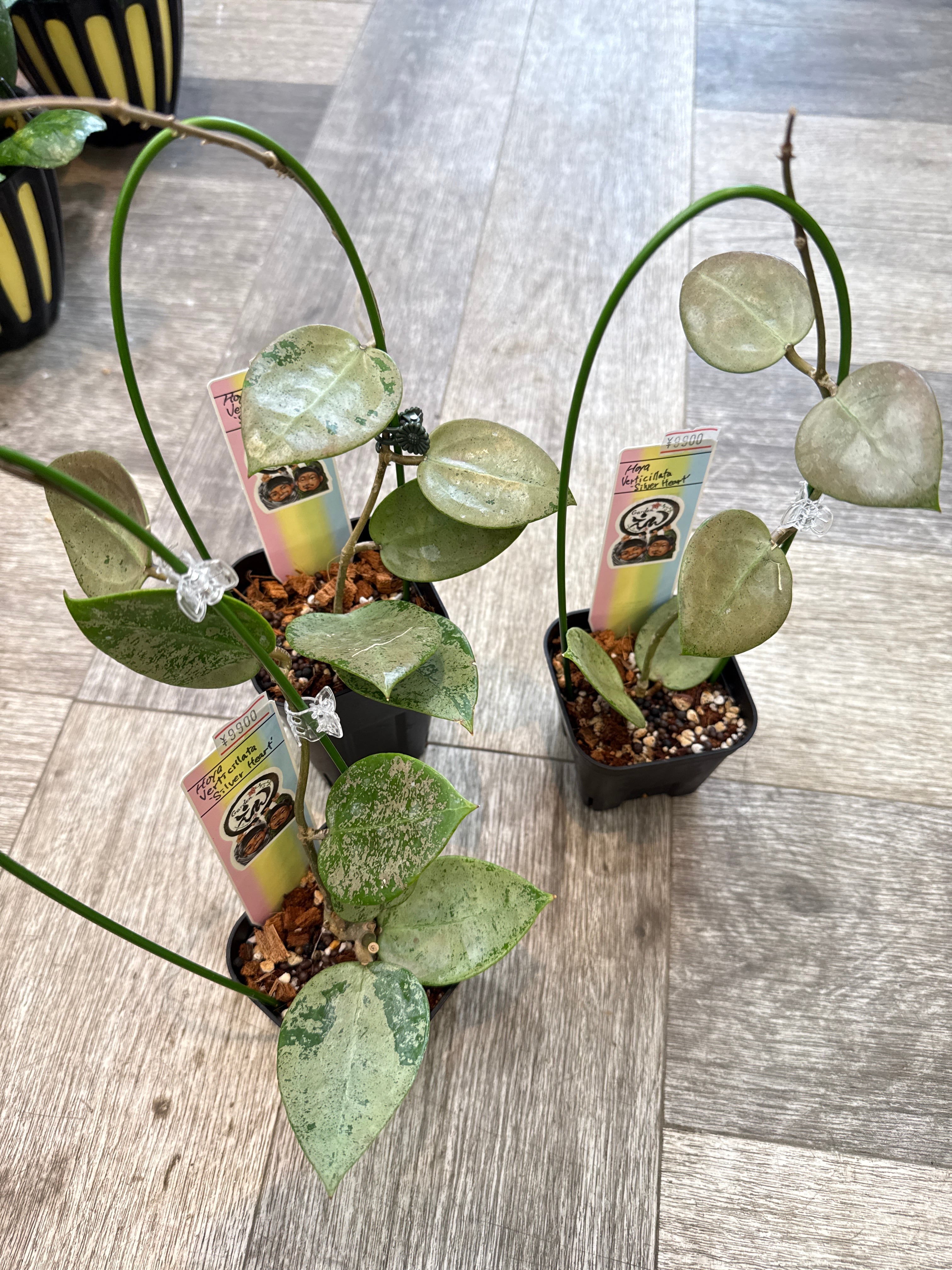 ⑨ スキンダプサス グリス | Gardenえん 【観葉熱帯植物】