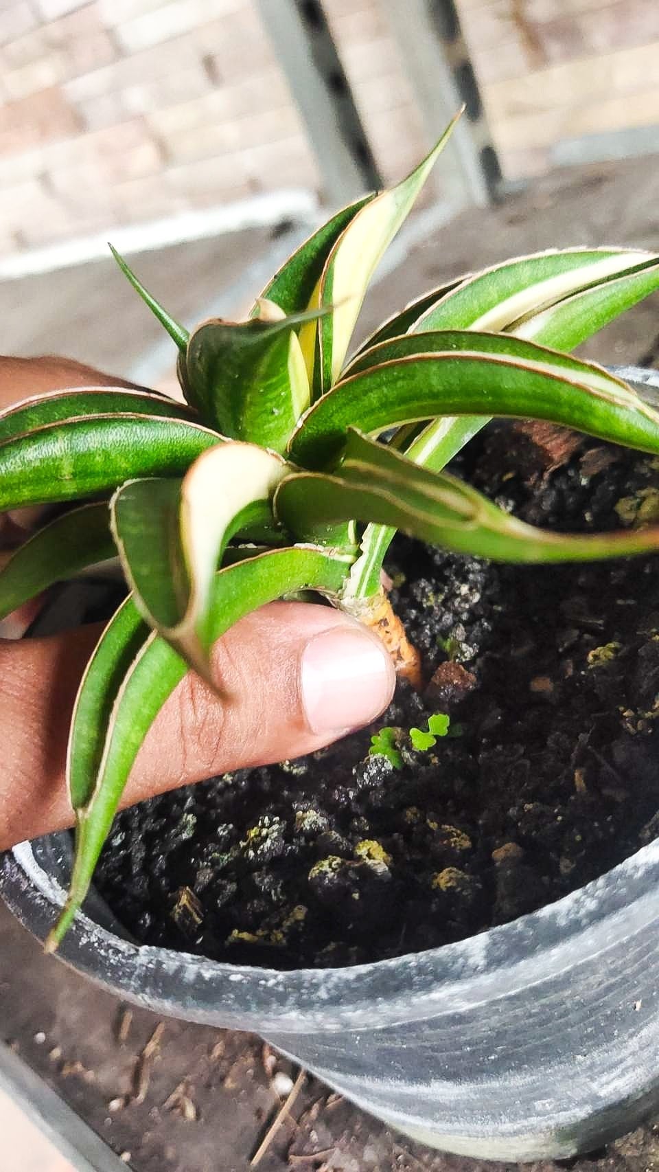 Sansevieria Kitonga Var. 【artPLANTs】 サンスベリア/サンセベリア