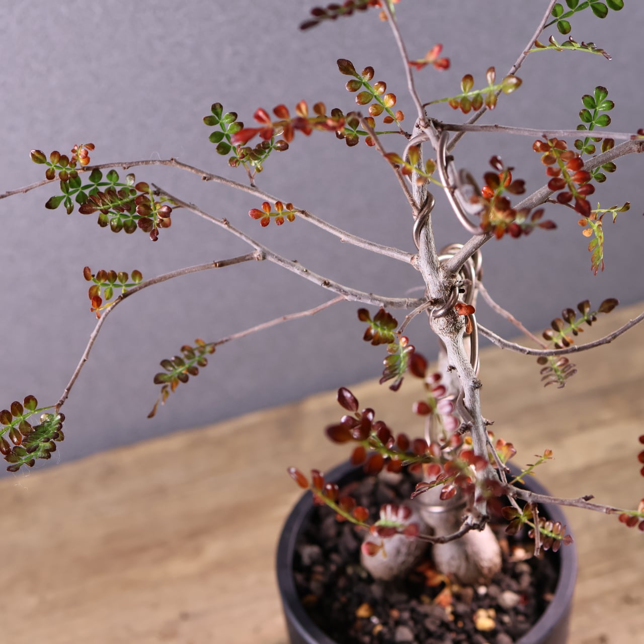 582『オペルクリカリア デカリー』観葉植物【送料無料】 | MARX PLANTS