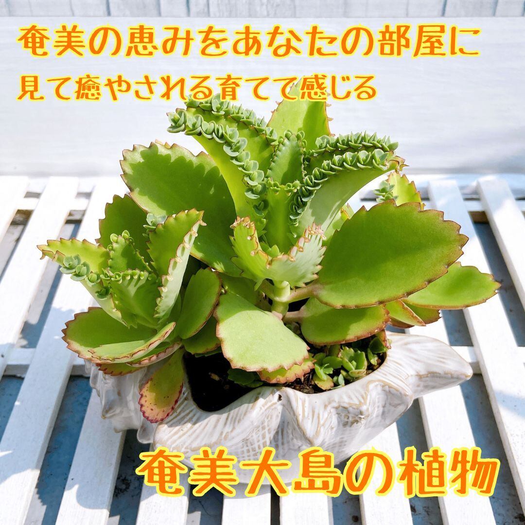 子宝弁慶草 貝殻型 陶器製植木鉢付き】 肉厚でたくさんの子株が