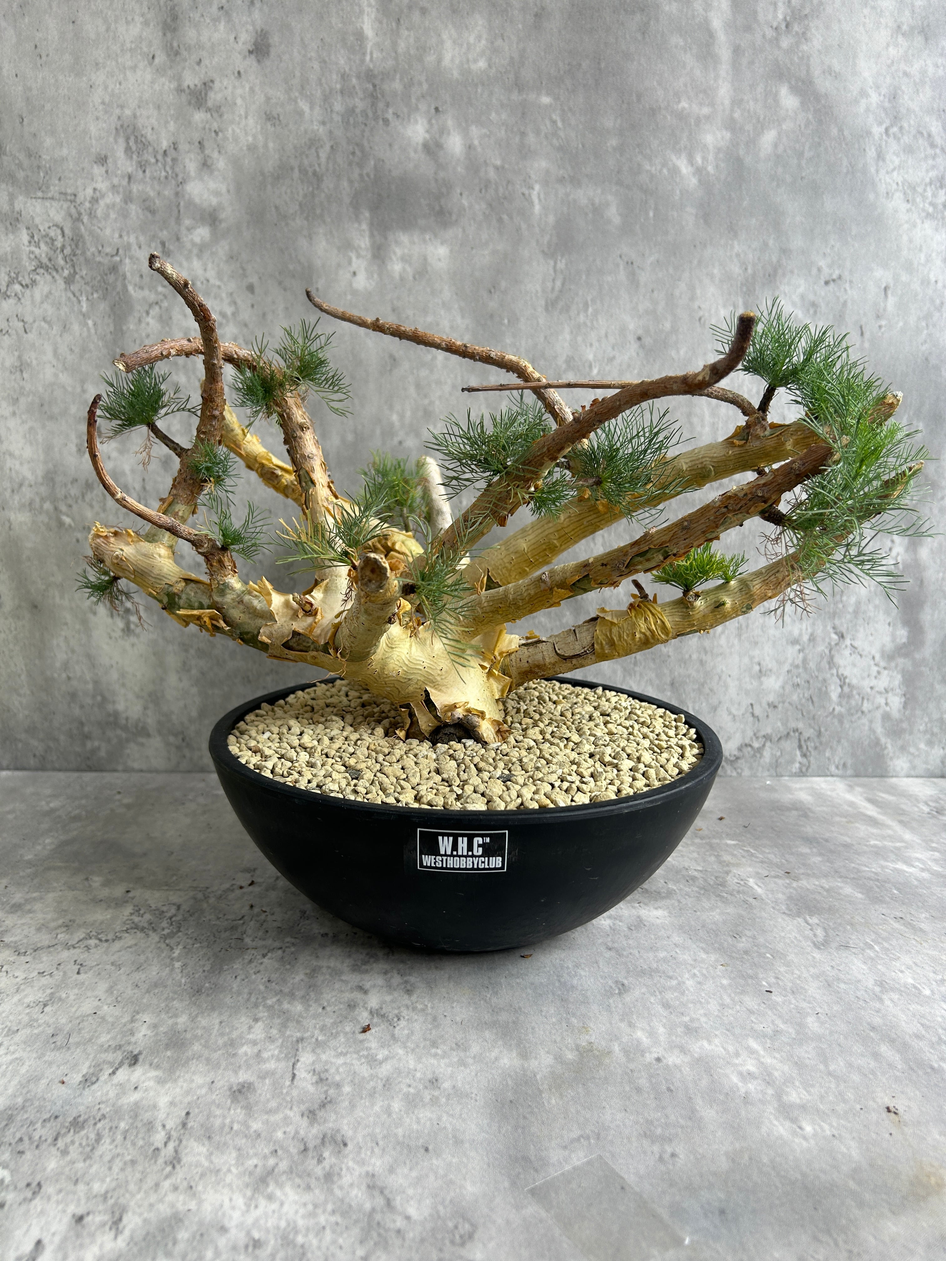 Deuterocohnia brevifolia ssp. chlorantha デウテロコニア ブレビ