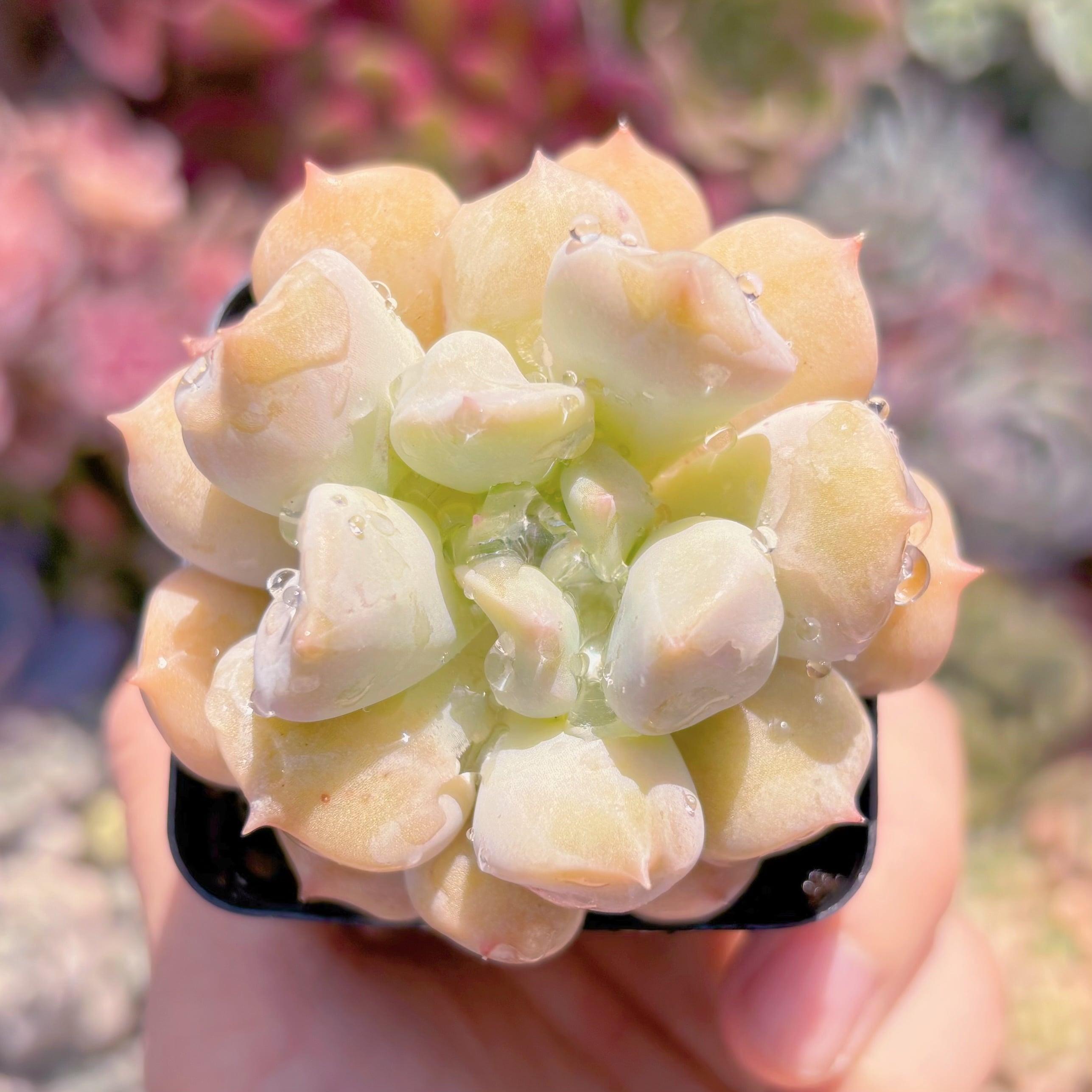 現品　ミルキーウェーブ#886　るる農園