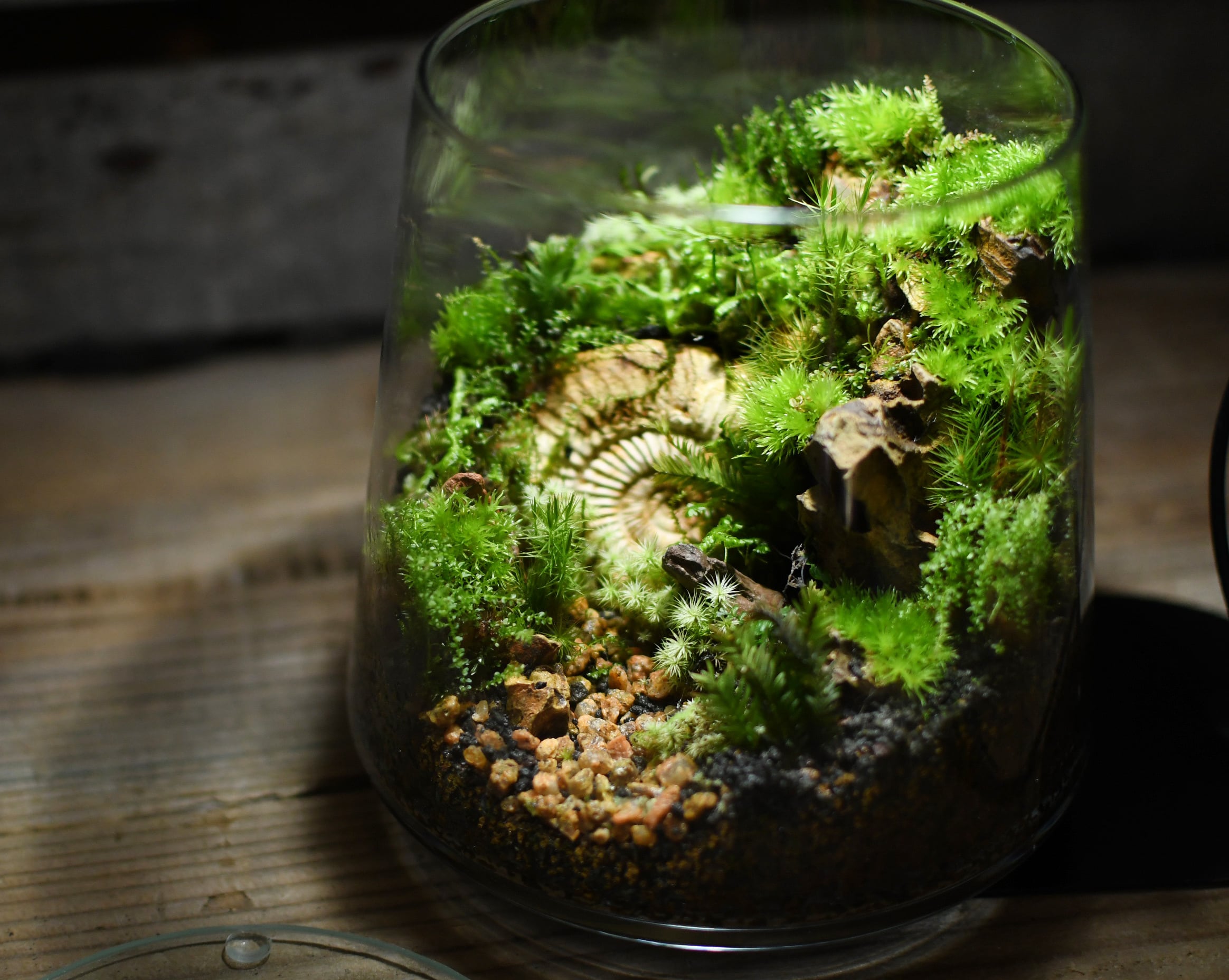 オーダー参考】太古の森 | 苔テラリウム専門ショップ道草