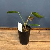 【クリアランス】フィロデンドロン シェロニアエ【971】