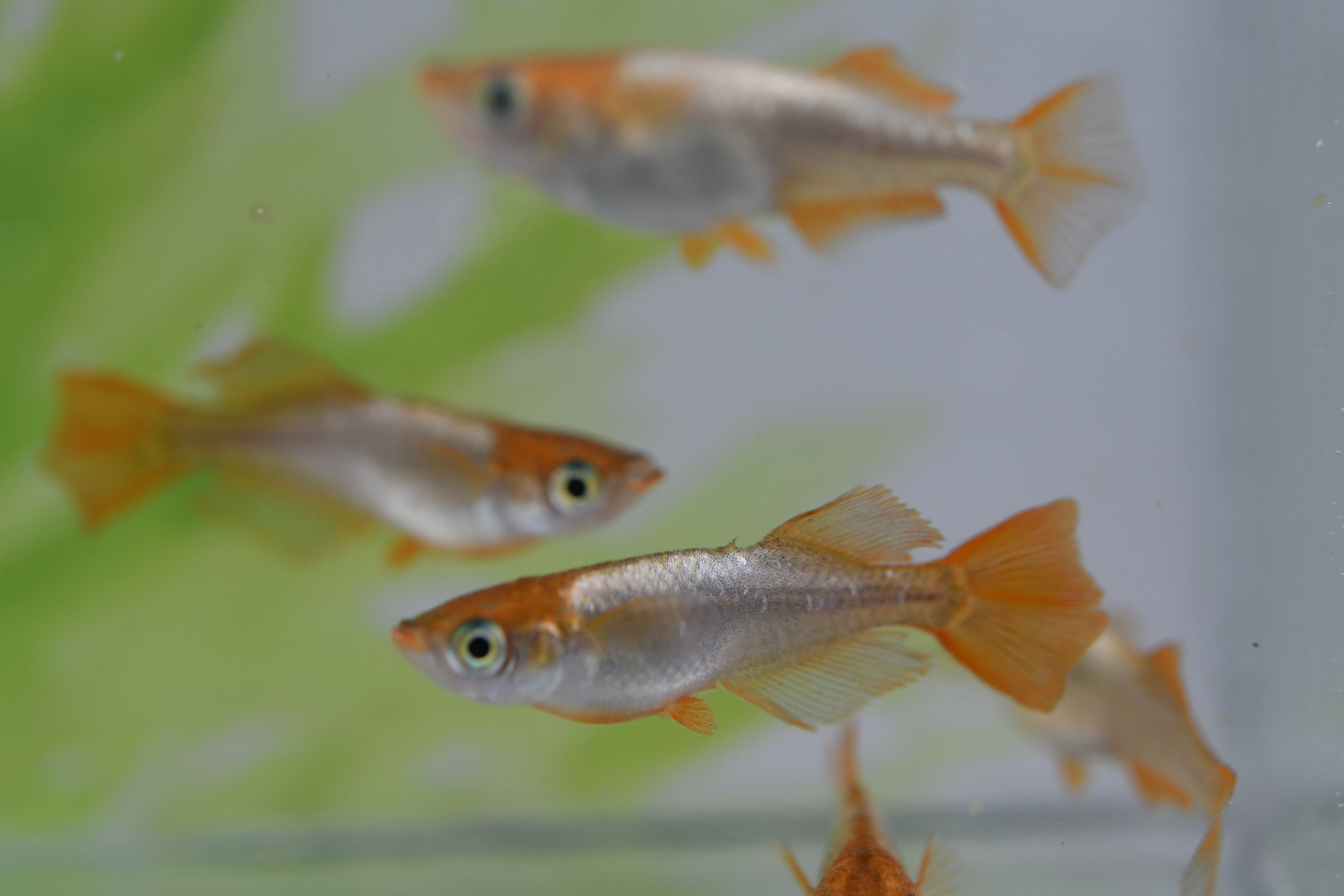 卑弥呼 5重劣勢 1ペア | めだか魂