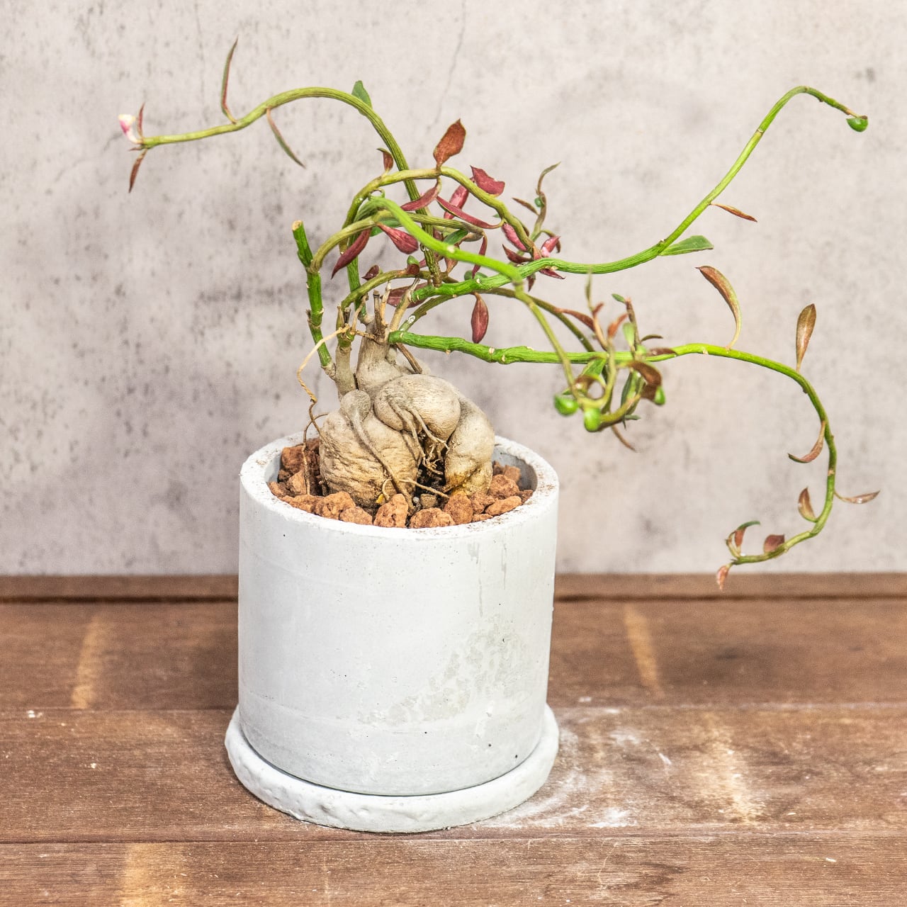 個性的な塊根植物 モナデウム・ルベルム 手づくりモルタル鉢仕立て インテリアに映える造形美をお楽しみください｜虫発生抑制【全国一律送料850円】