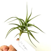 チランジア　ベルゲリ(Argentina) True【236】