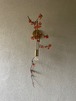 2 壁掛け枝もの