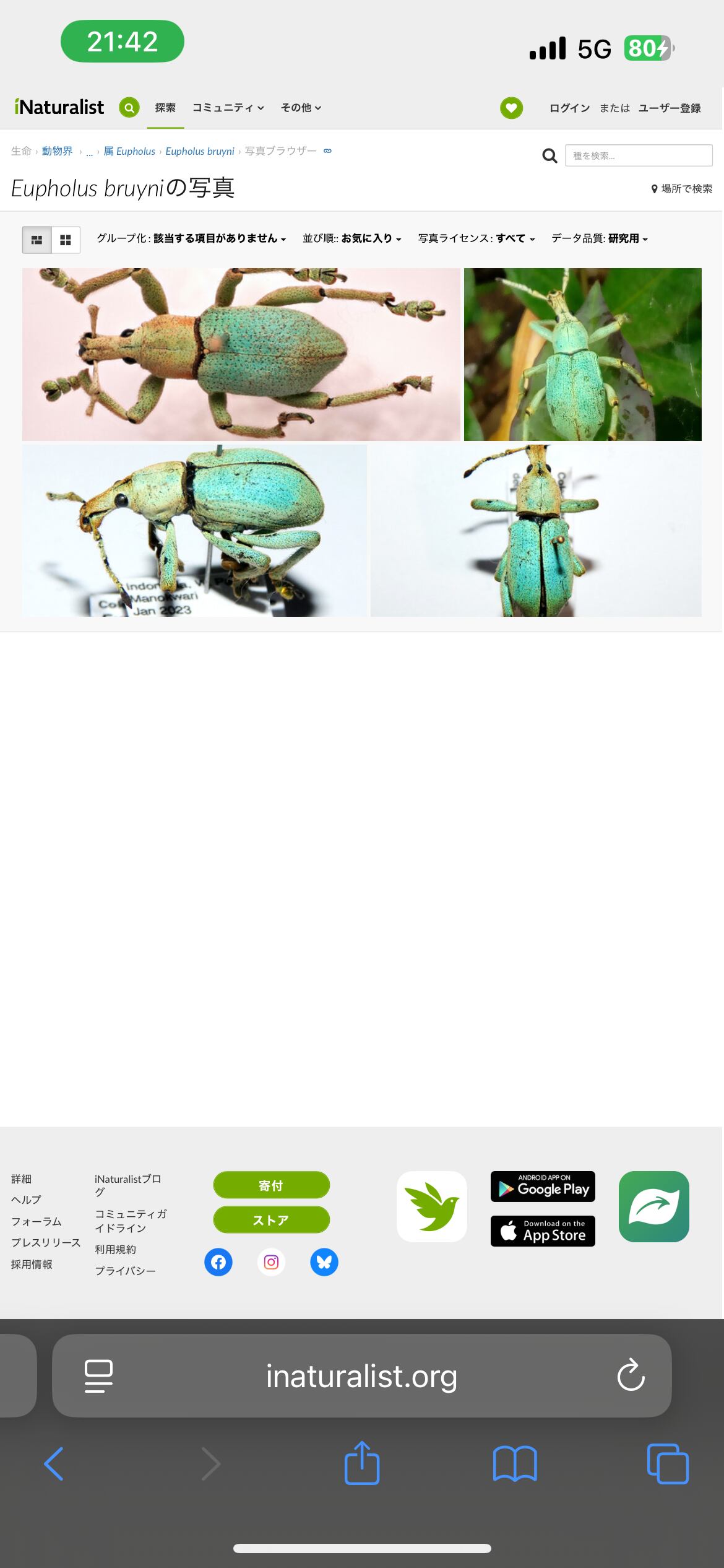ホウセキゾウムシの一種 標本Eupholus bruyni？ カミキリ昆虫ゼリー