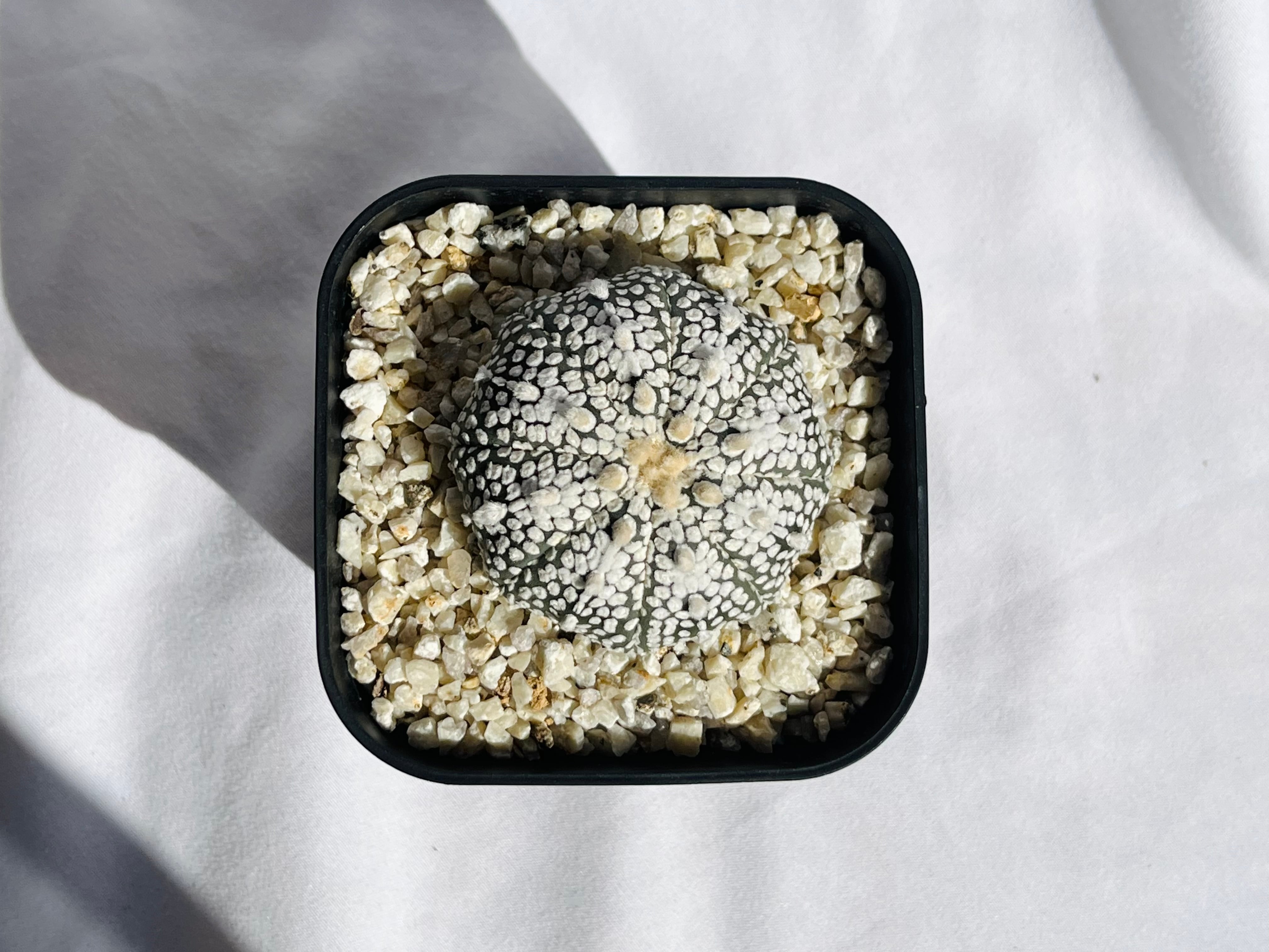 Astrophytum asterias ミラクル兜 兜丸 サボテン | plants MARU