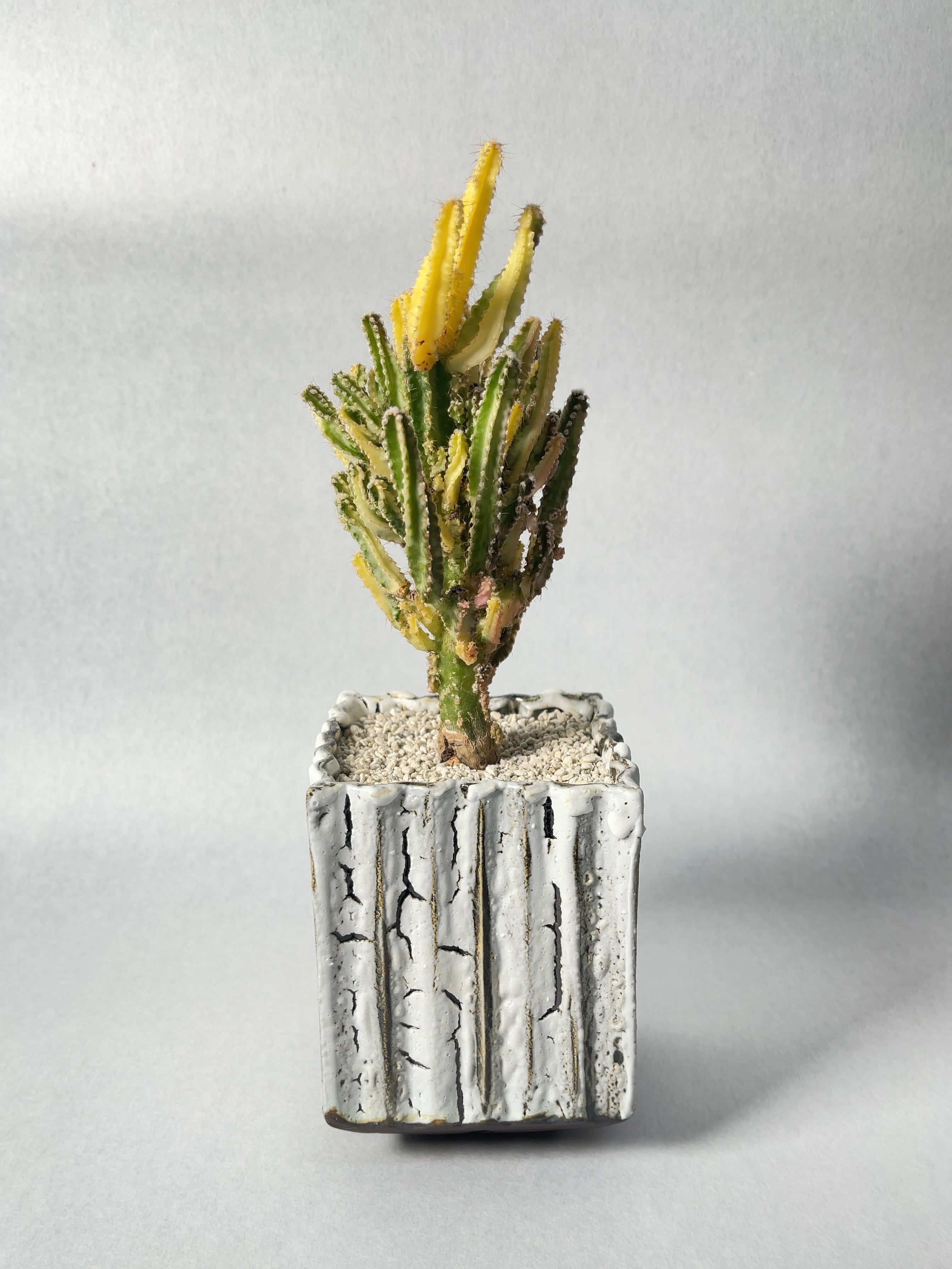 セレウス・ペルヴィアナス錦 | trigger