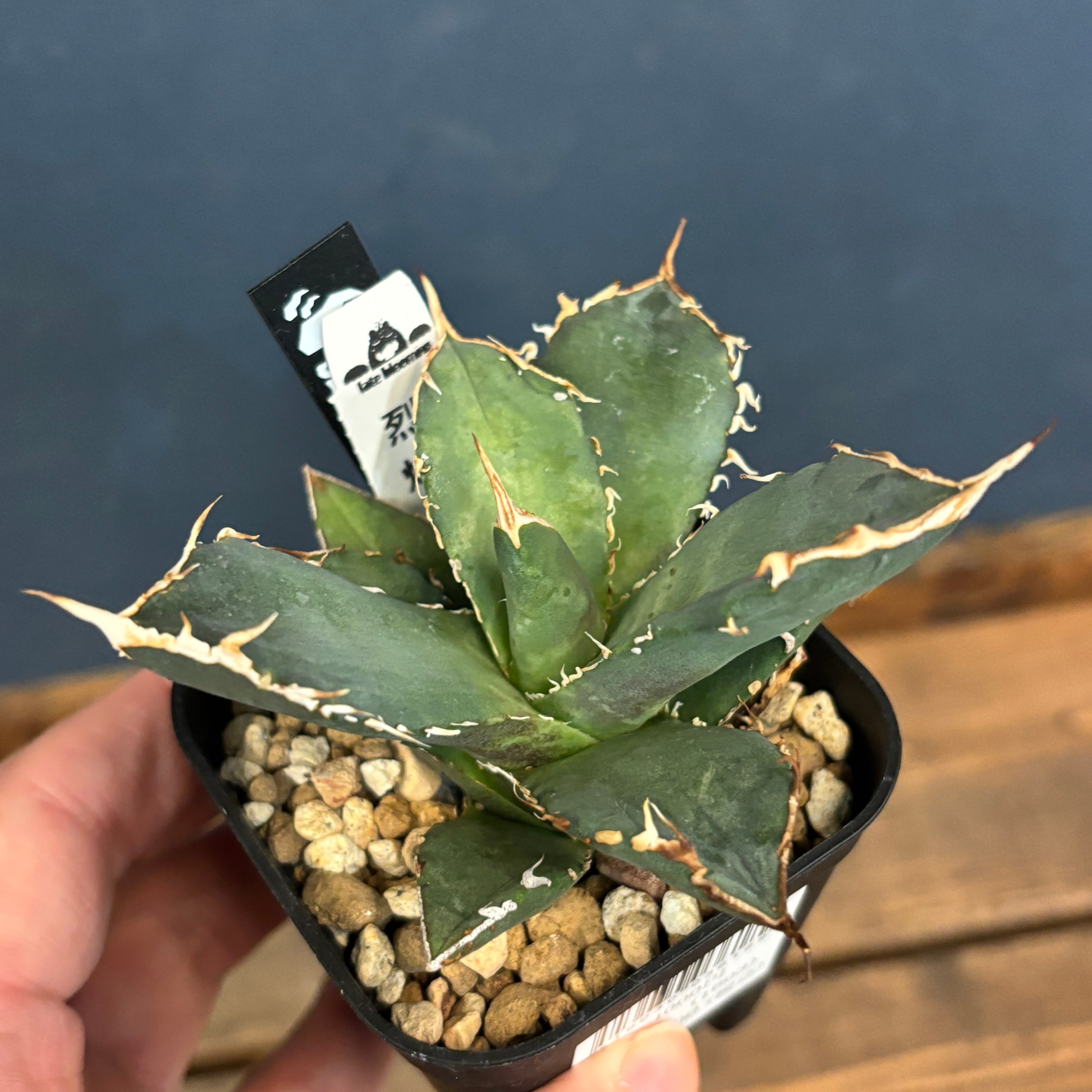 アガベ　【土】 アガベ土☆オリジナル培養土Premium 5㍑（アガベ各種サボテン多肉植物