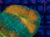 Lobophyllia MultiCore