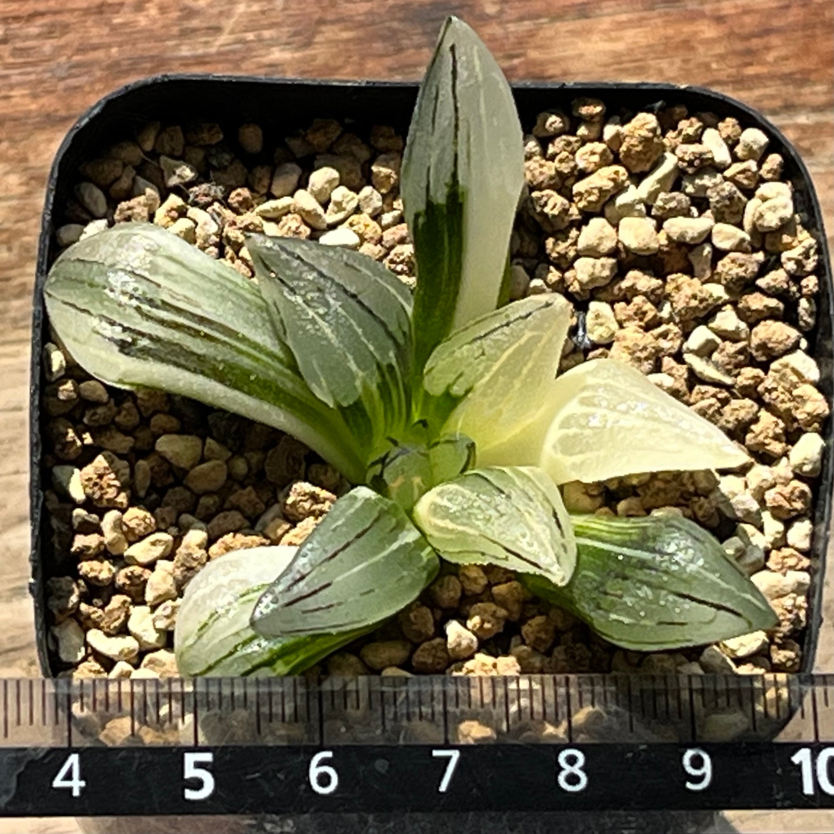 ハオルチア アトロフスカミュータント錦 | mocono_plants