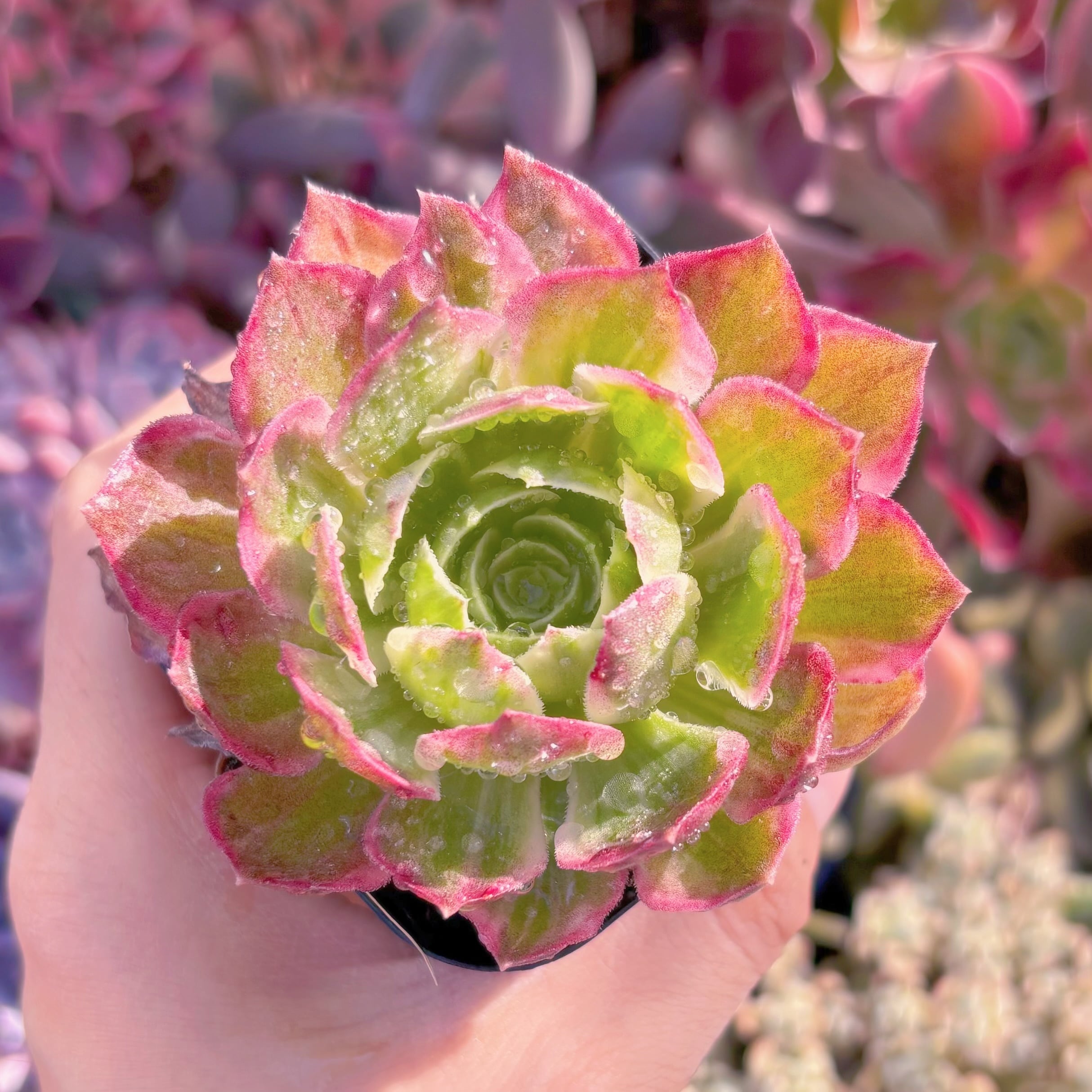 現物　水墨画#730　　るる農園