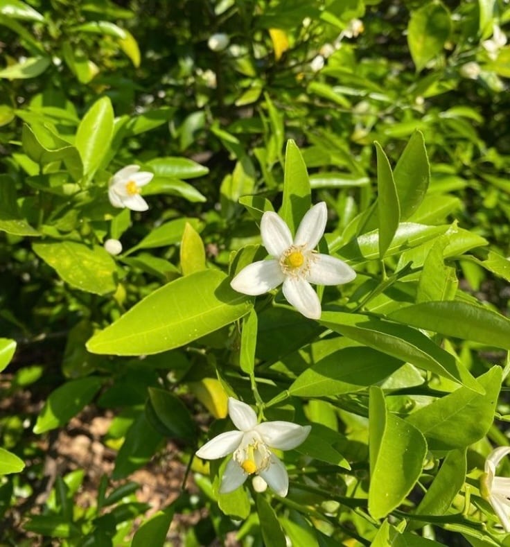 みかんの花の蒸留水 15ml | shiinokijaya