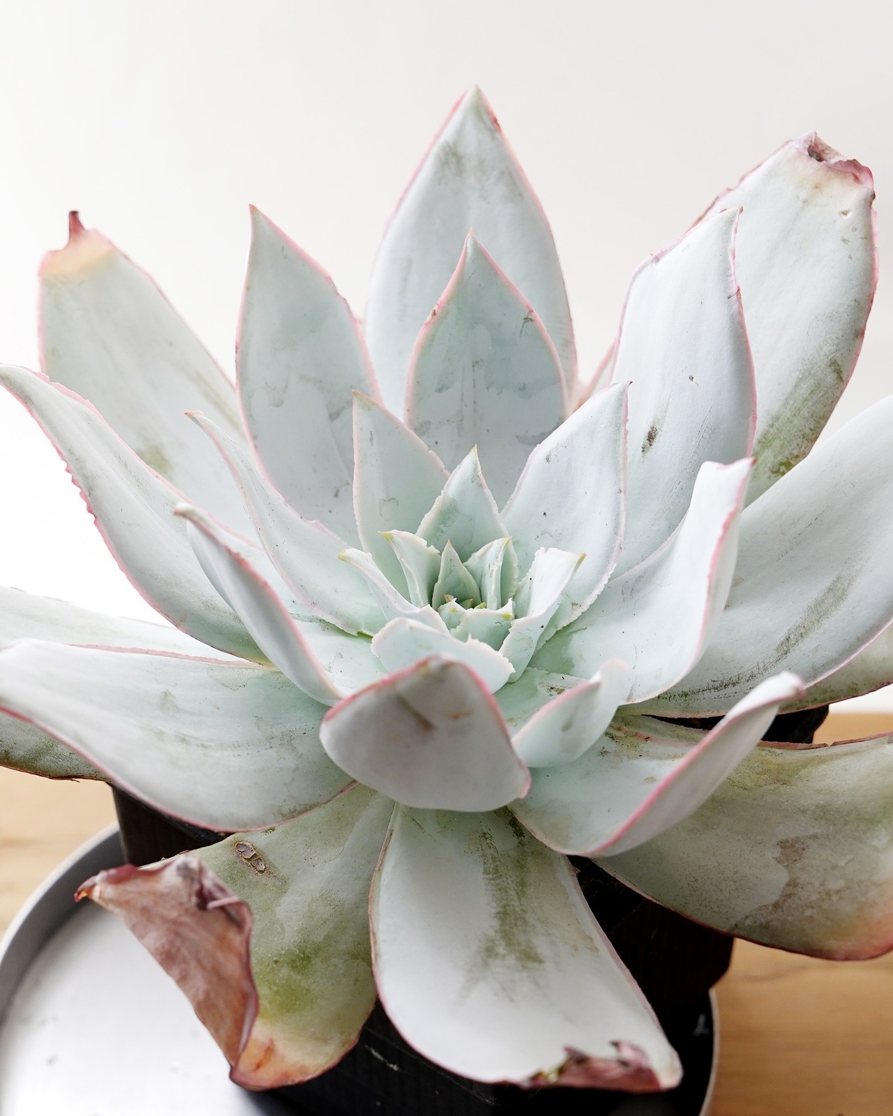 一部発根済カット苗 カンテ XL Echeveria cante