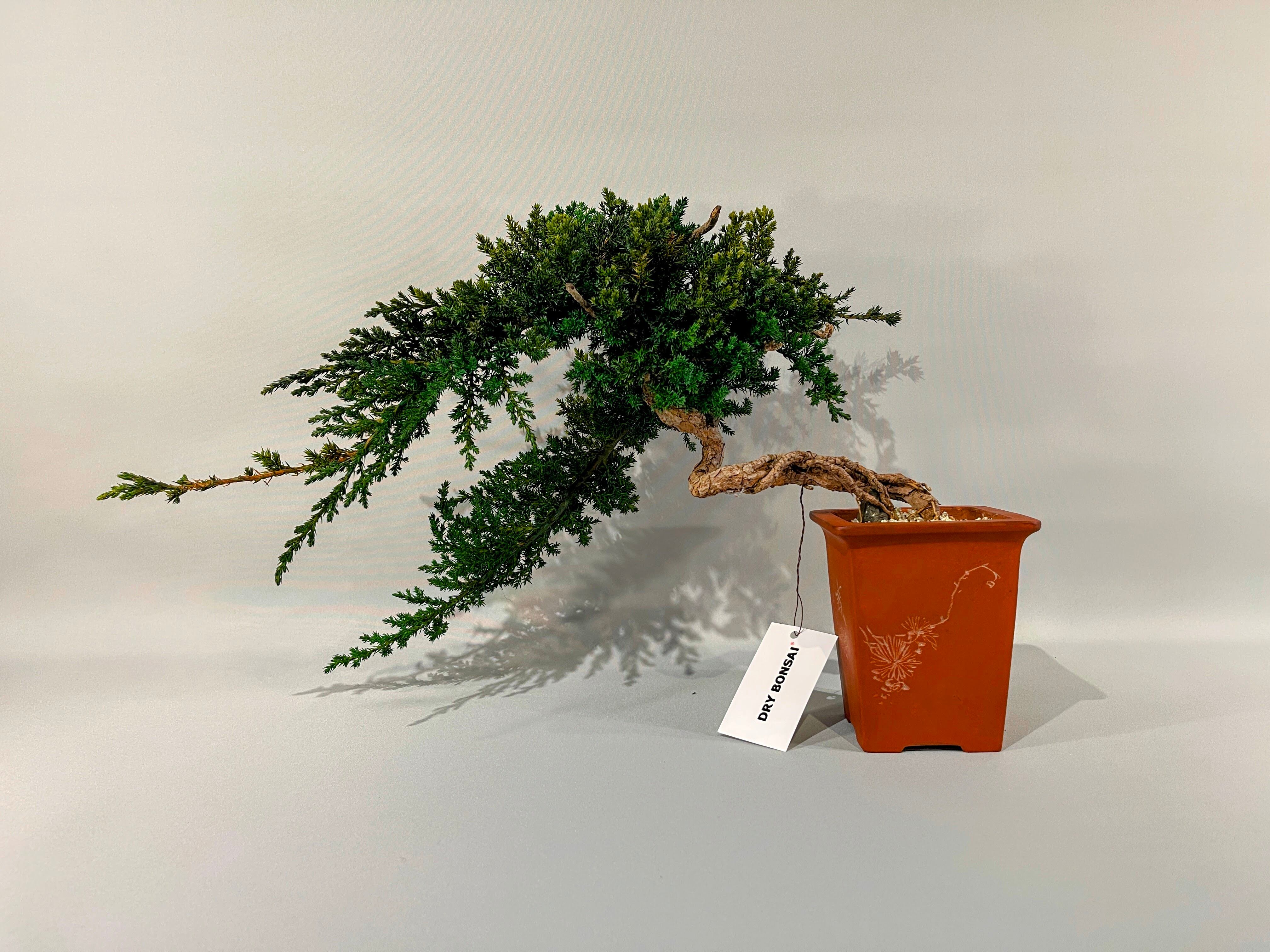 ALL ITEM | DRY BONSAI TOKYO Online store