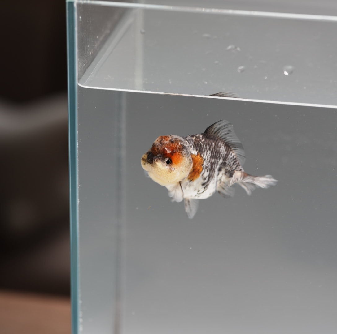 オランダ獅子頭 | 極光金魚展
