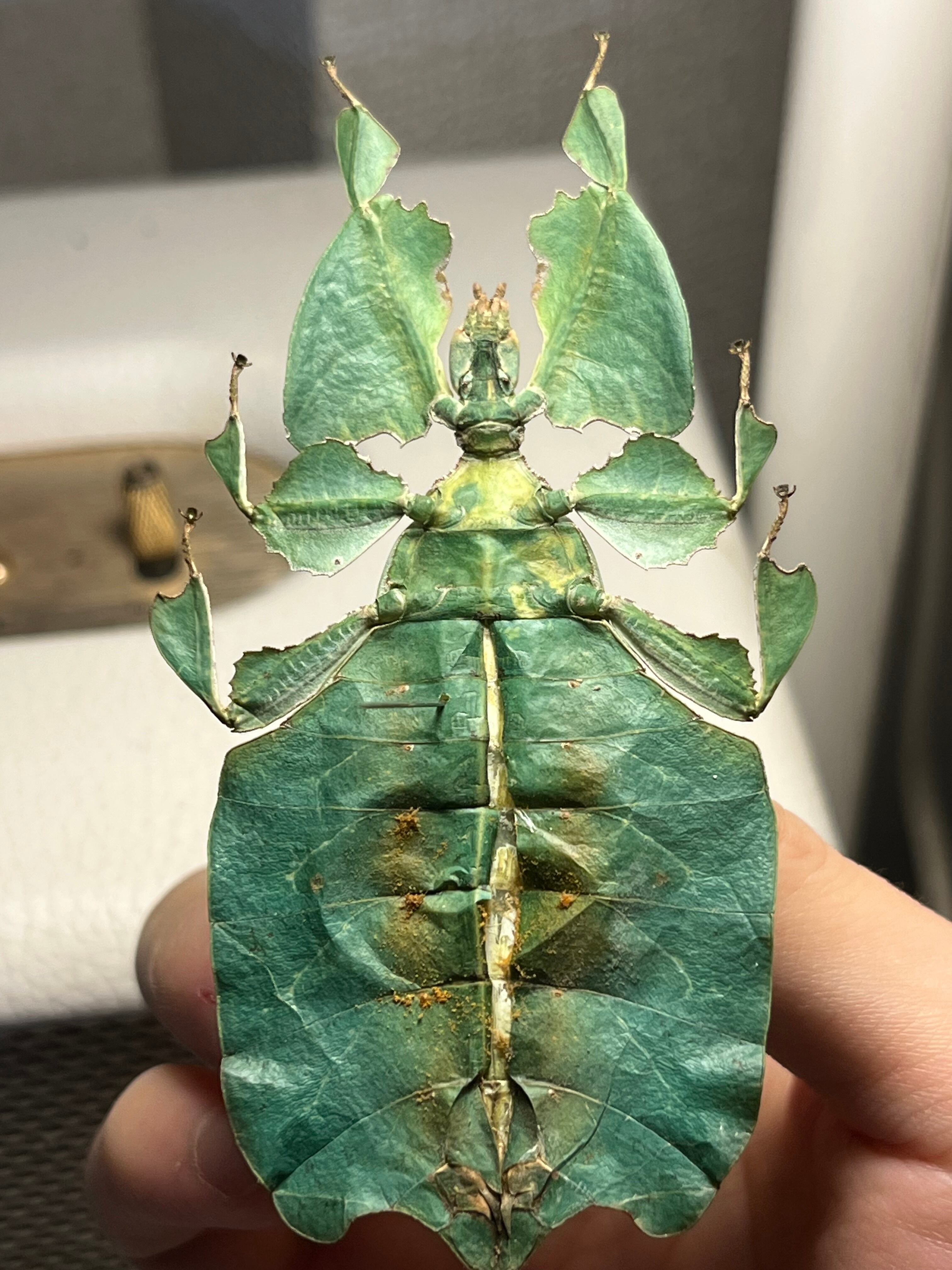 オオコノハムシ 青緑モルフ昆虫標本 ナナフシタランチュラムカデサソリ