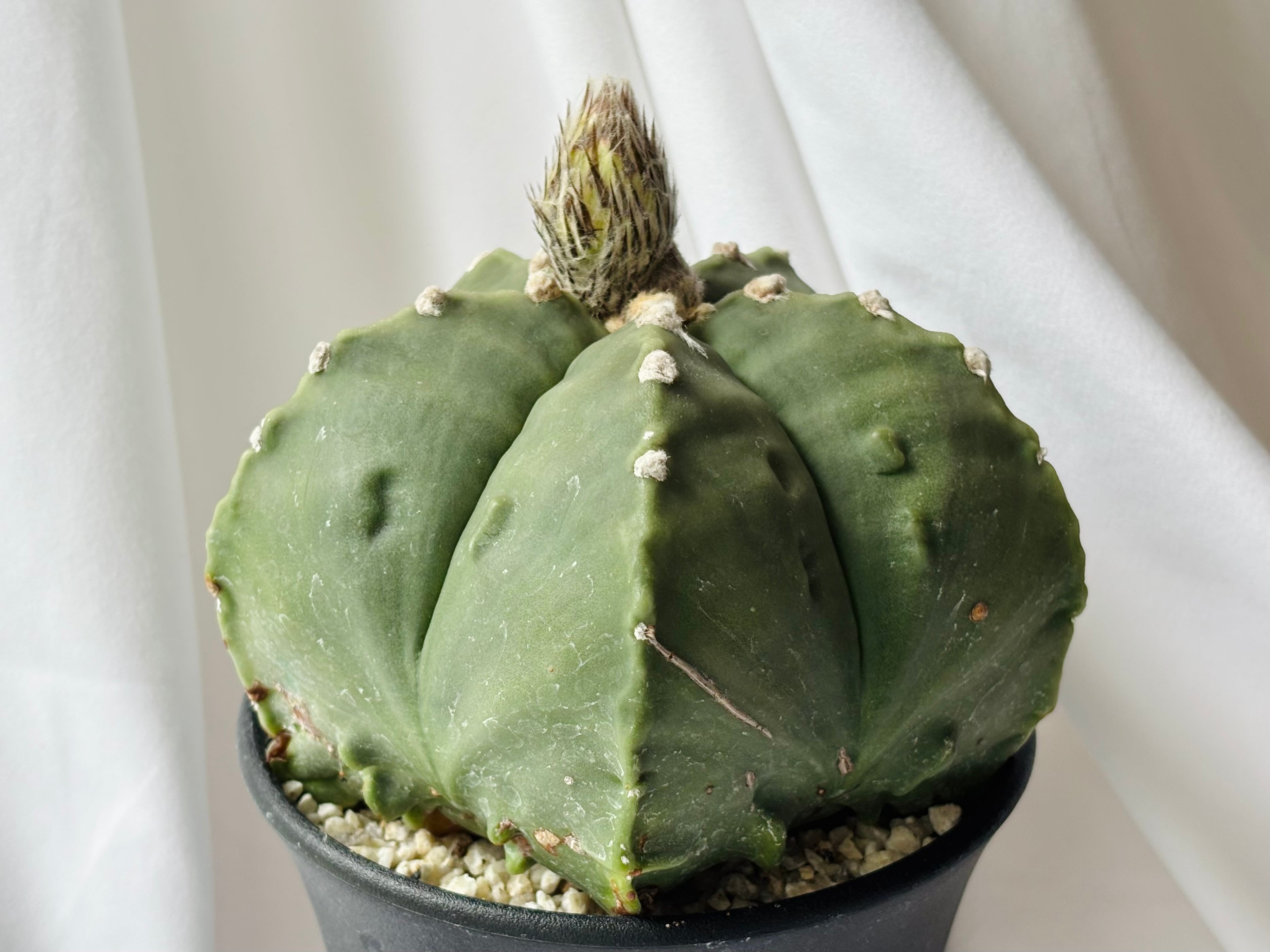 Astrophytum myriostigma アストロフィツム 大型ヘキラン 碧瑠璃鸞鳳玉