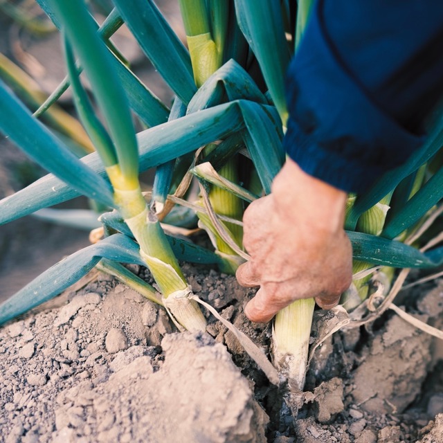 今が一番甘い！《贈答用 むき葱》葱華屋の特選"深谷葱"（0.8kg）