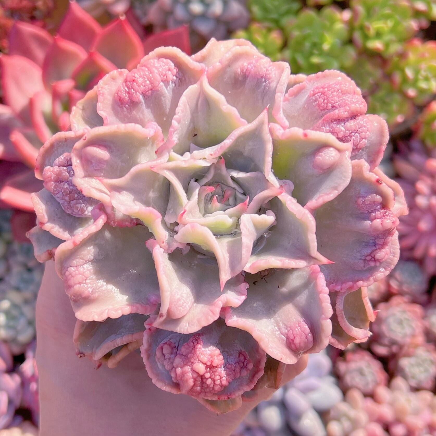 現物　コブマディバ#698　新入荷　るる農園