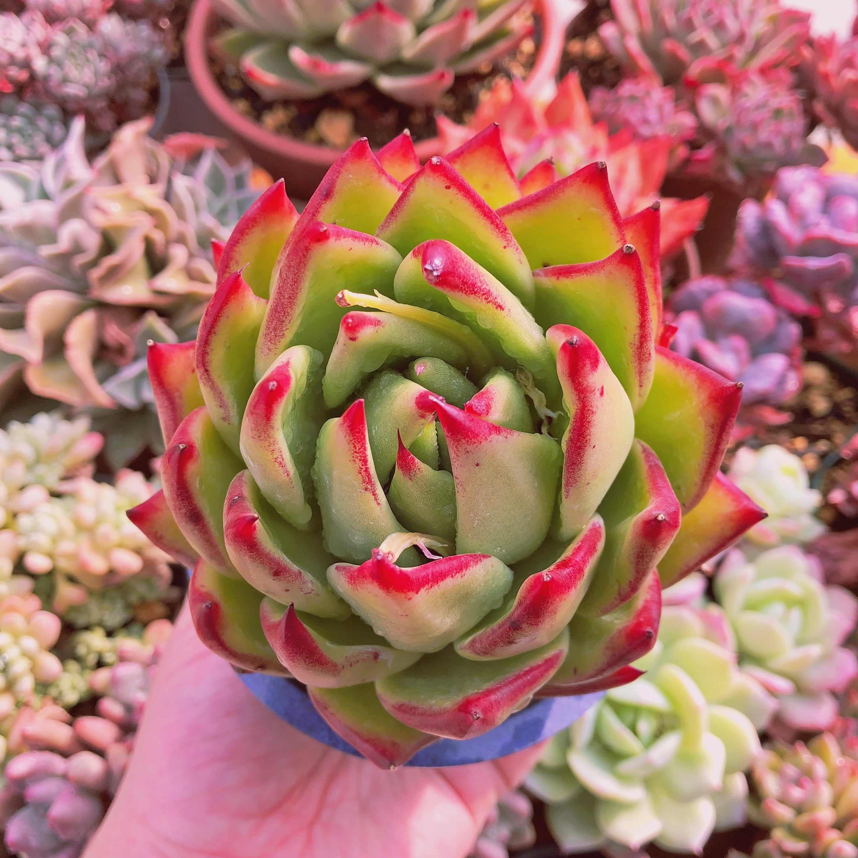 多肉植物　  コントラ　特大苗