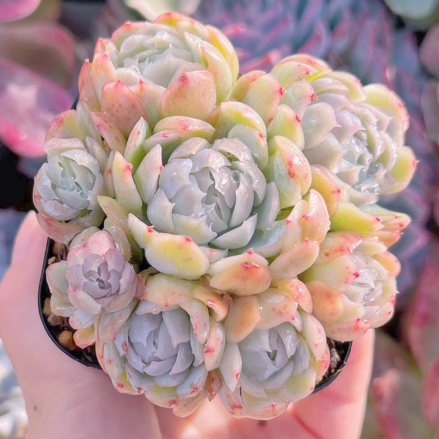 現品　クリームベリー#827　るる農園