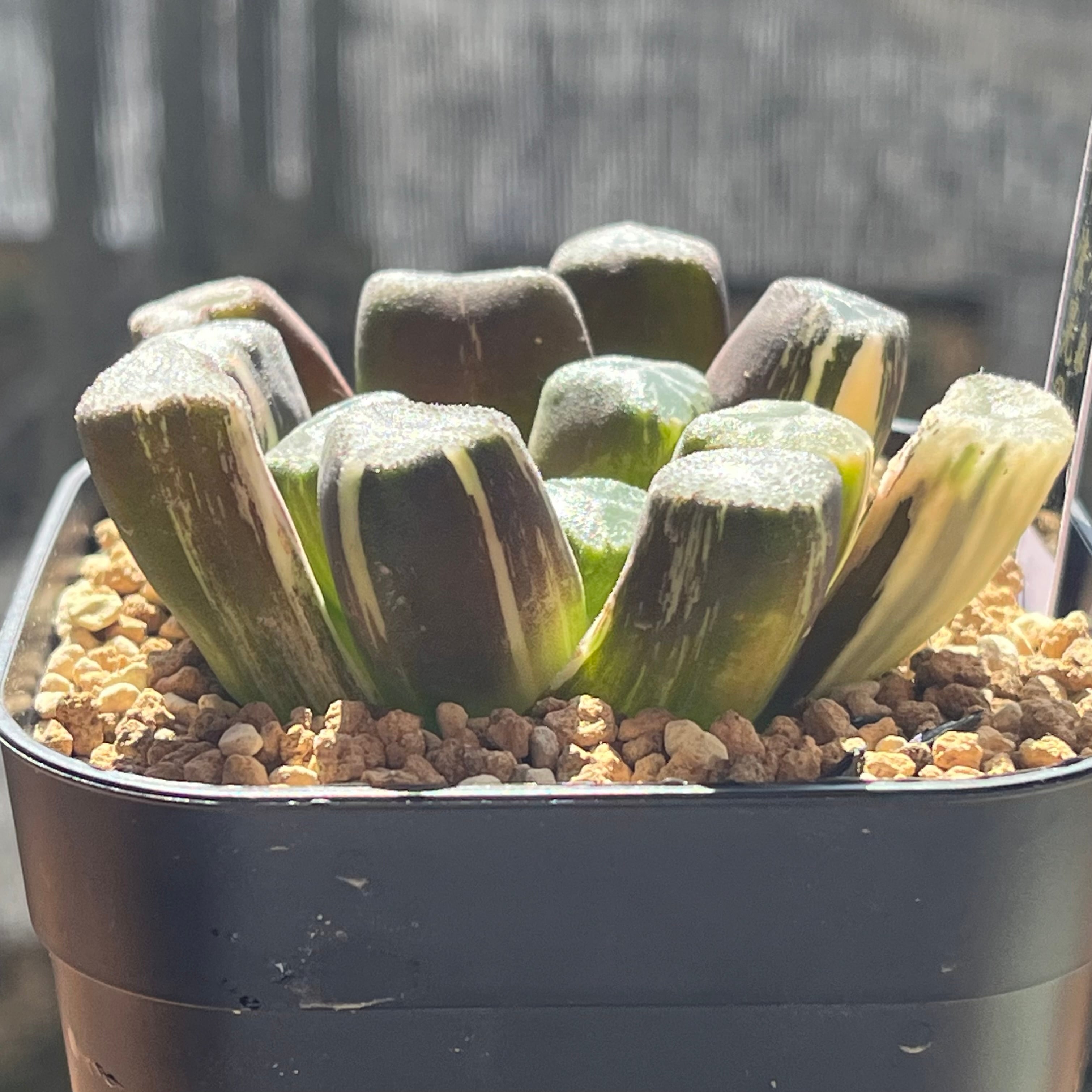 ハオルチア 万象錦 紫晃の光 | mocono_plants