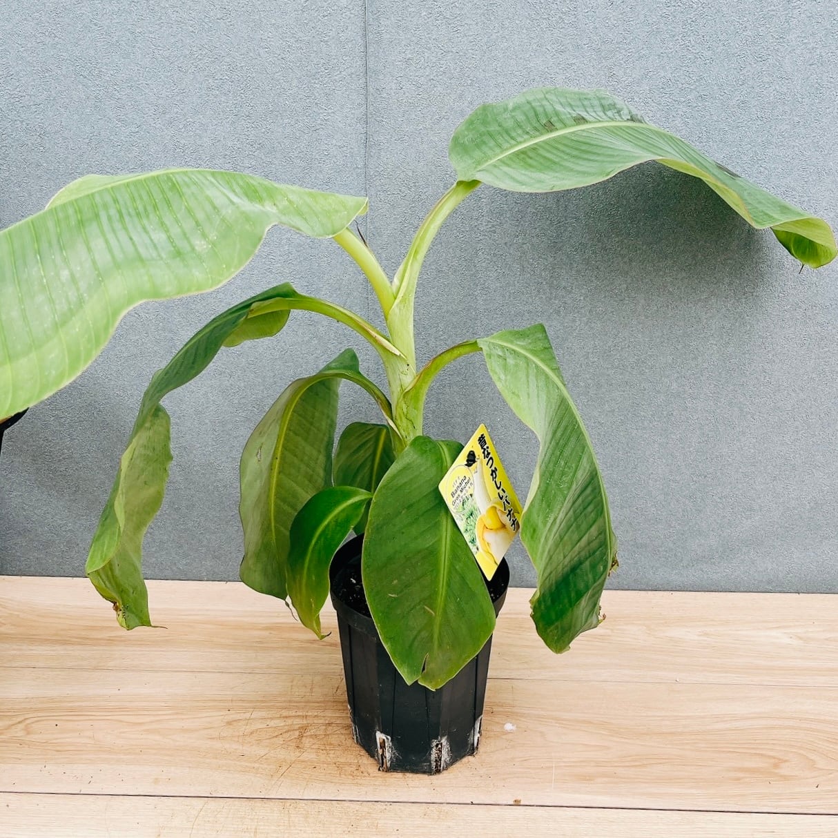 脇芽アリ】アロカシア ワトソニアナ ピンク斑入り Alocasia watsoniana