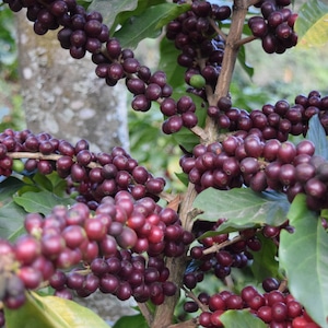 グアテマラ　エルボスケ 生豆 500g