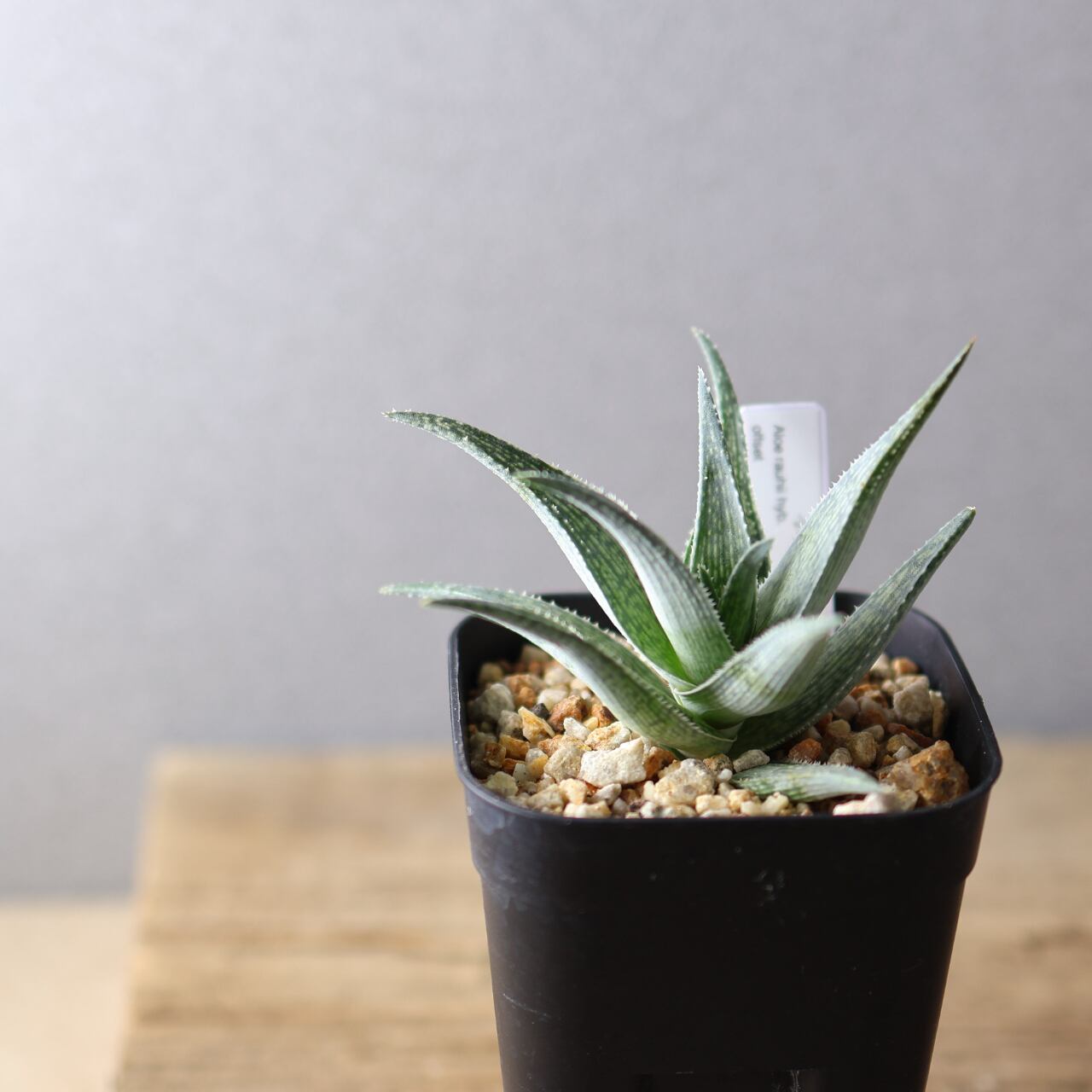 観葉植物アロエ 楽天市場】観葉植物【アロエ属】アロエ 青々錦 4号セメント鉢（HH31803