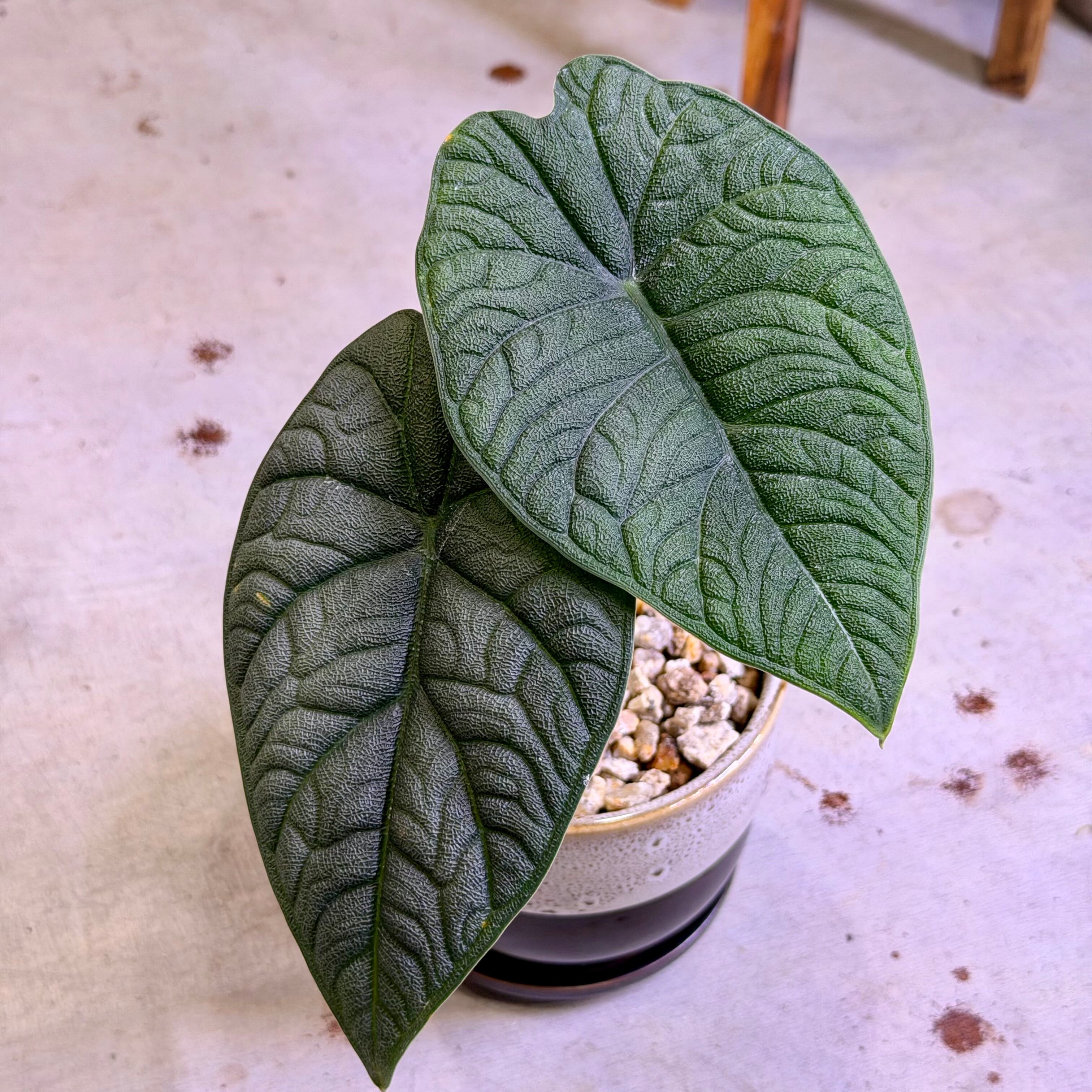 アロカシア・マハラニ | barrelplants_BONSAI