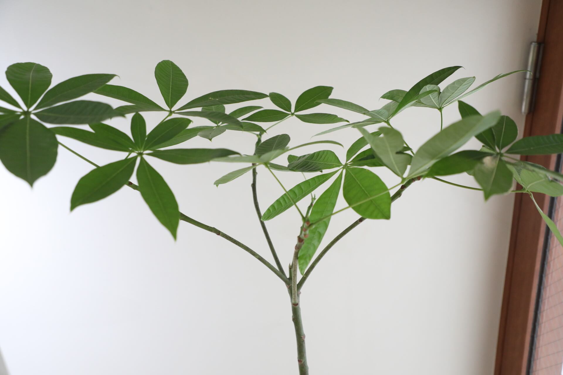 L/150cm】パキラ/Pachira glabra | 【厳選植物・器】MIDORI DOUMEI 翠
